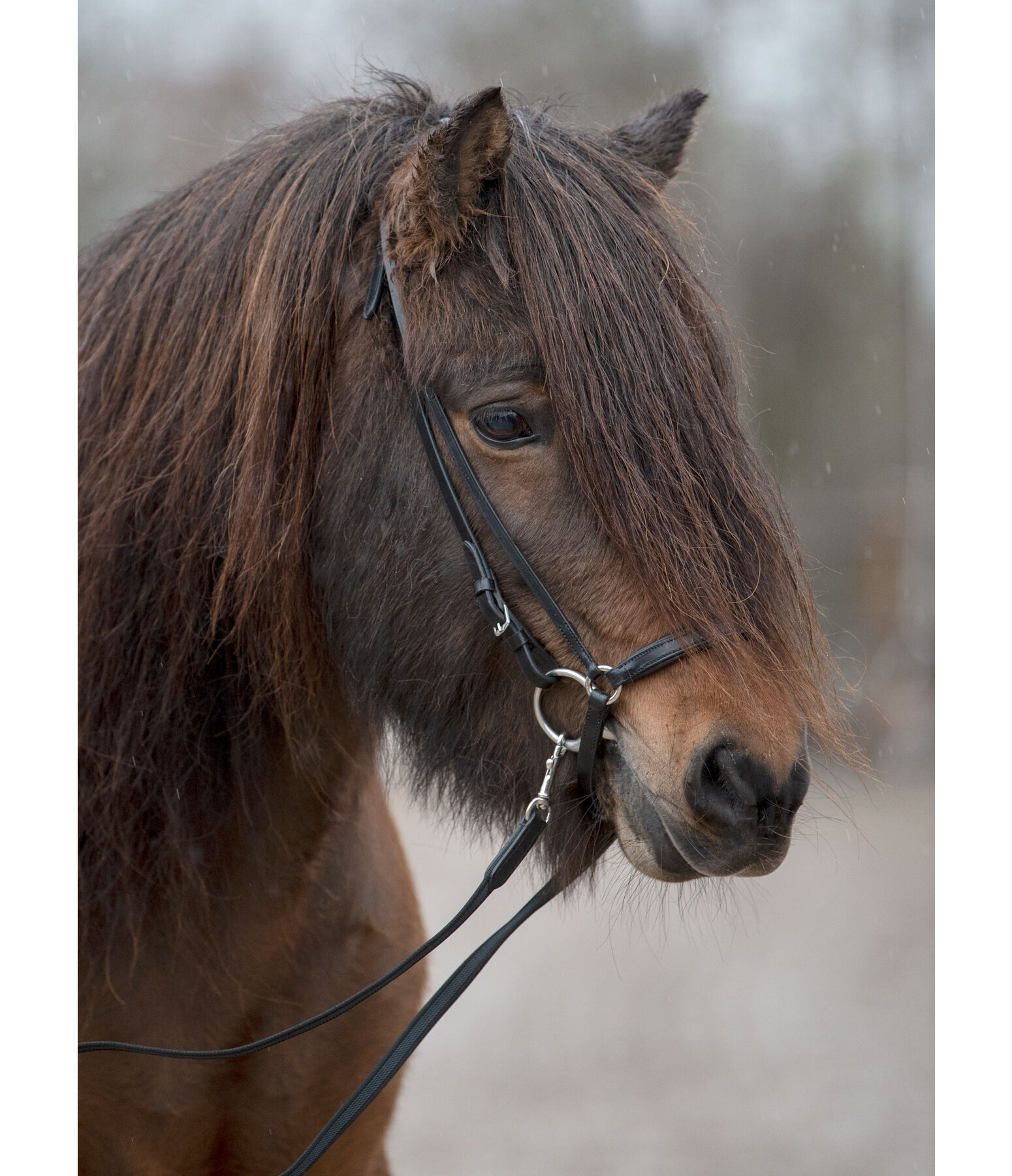 Drop Noseband Garri