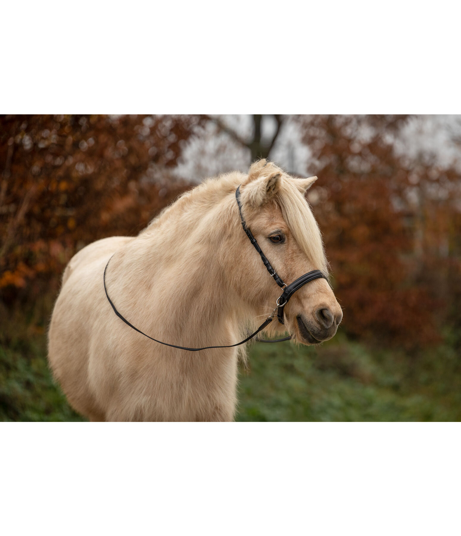 Sidepull Noseband