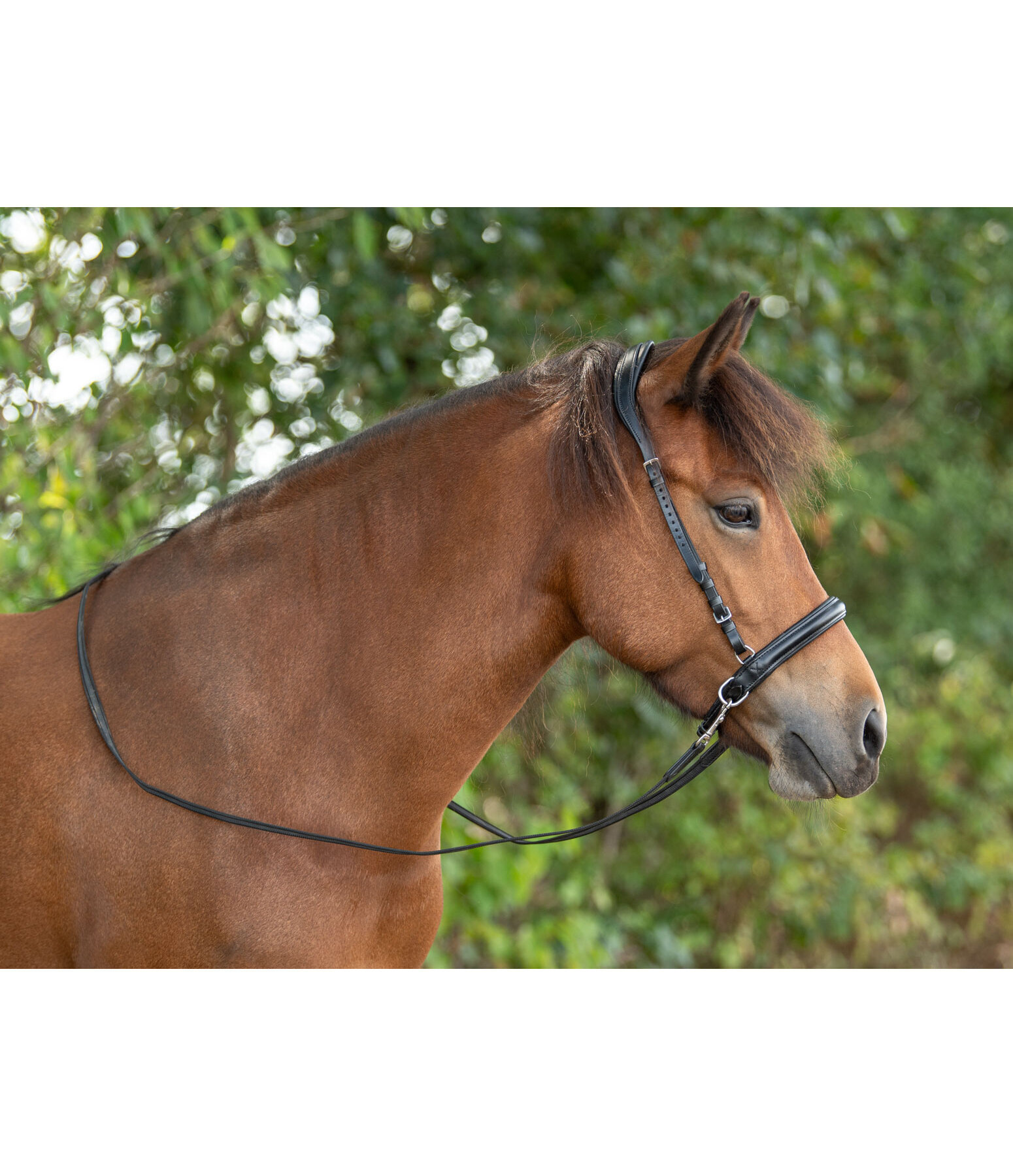 Sidepull Noseband