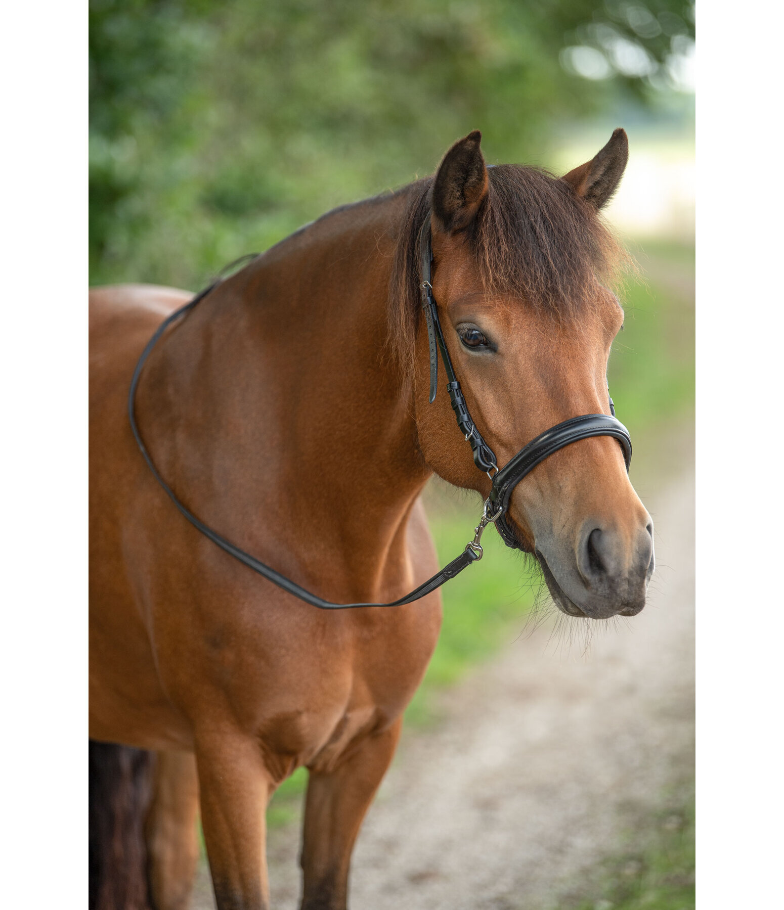 Sidepull Noseband