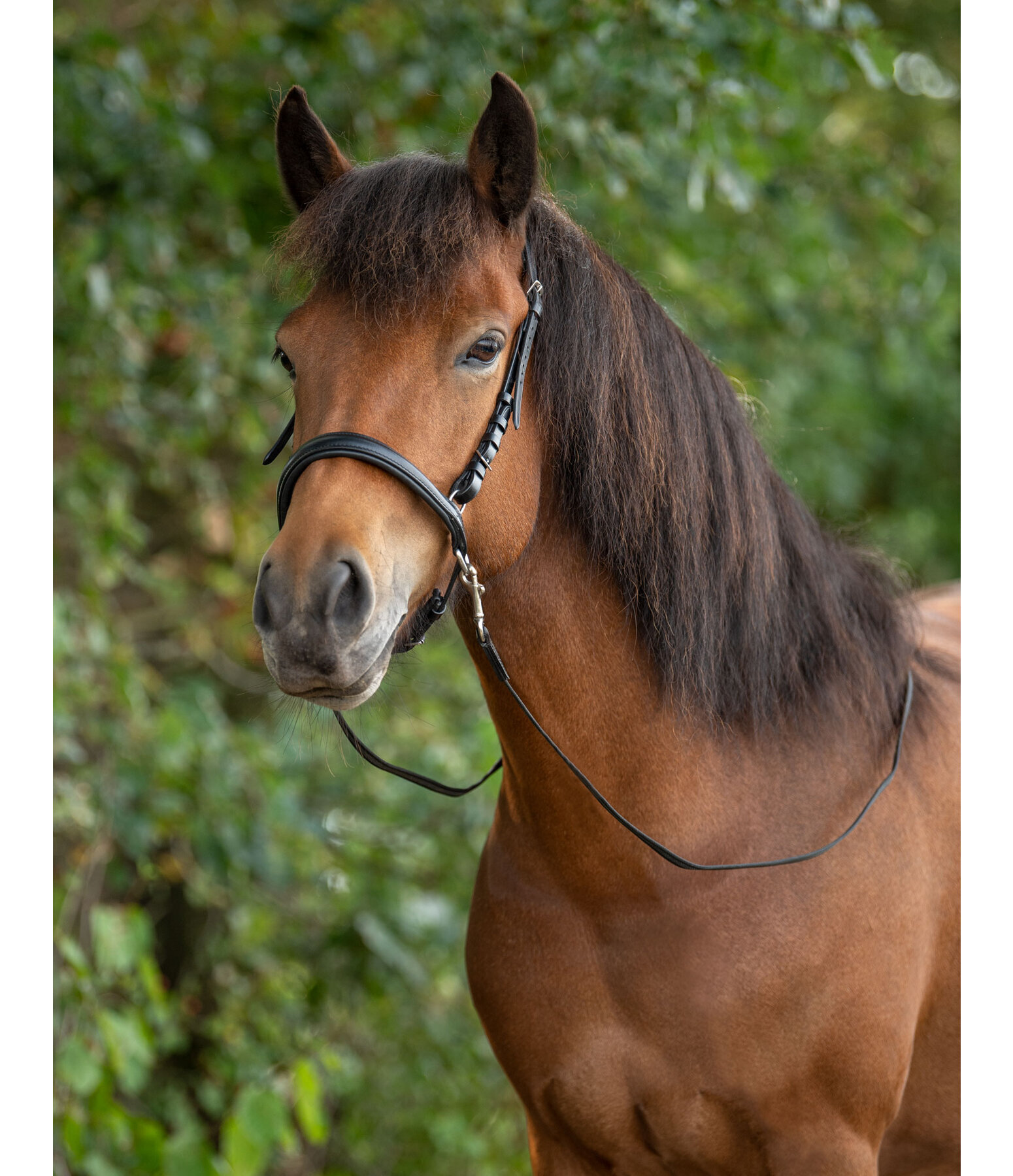 Sidepull Noseband