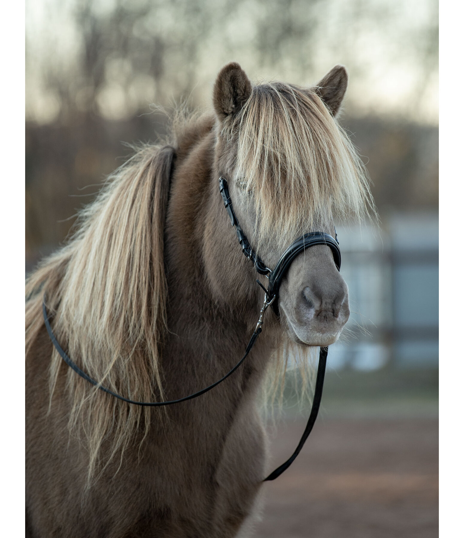 Sidepull Noseband