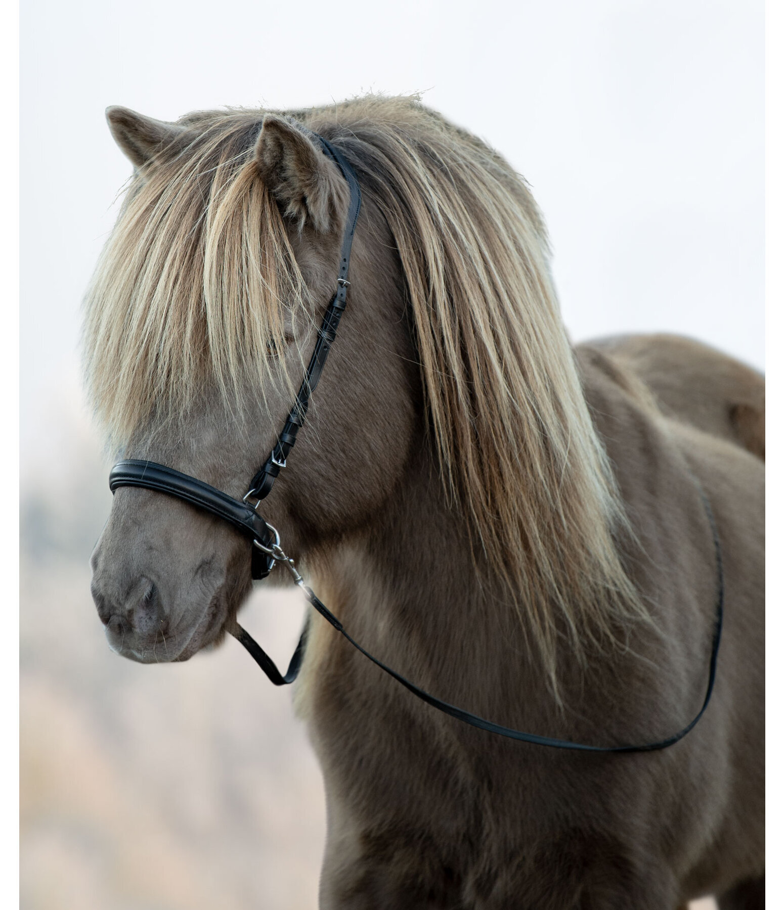 Sidepull Noseband