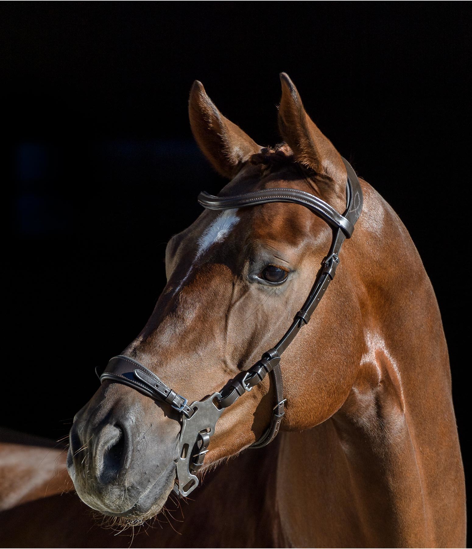 Hackamore Anatomical Bitless Bridles Kramer Equestrian