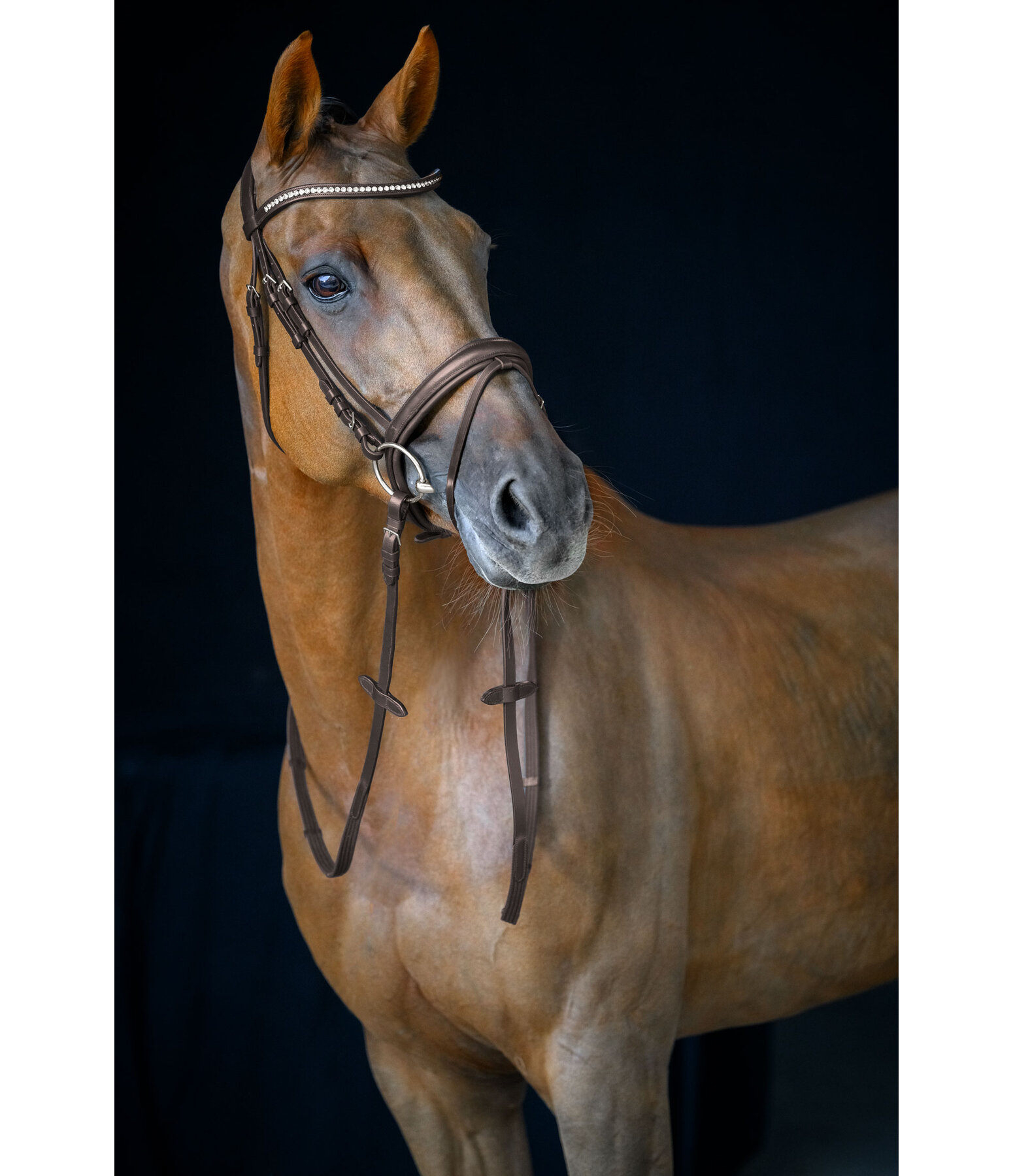 Flash Bridle Marley