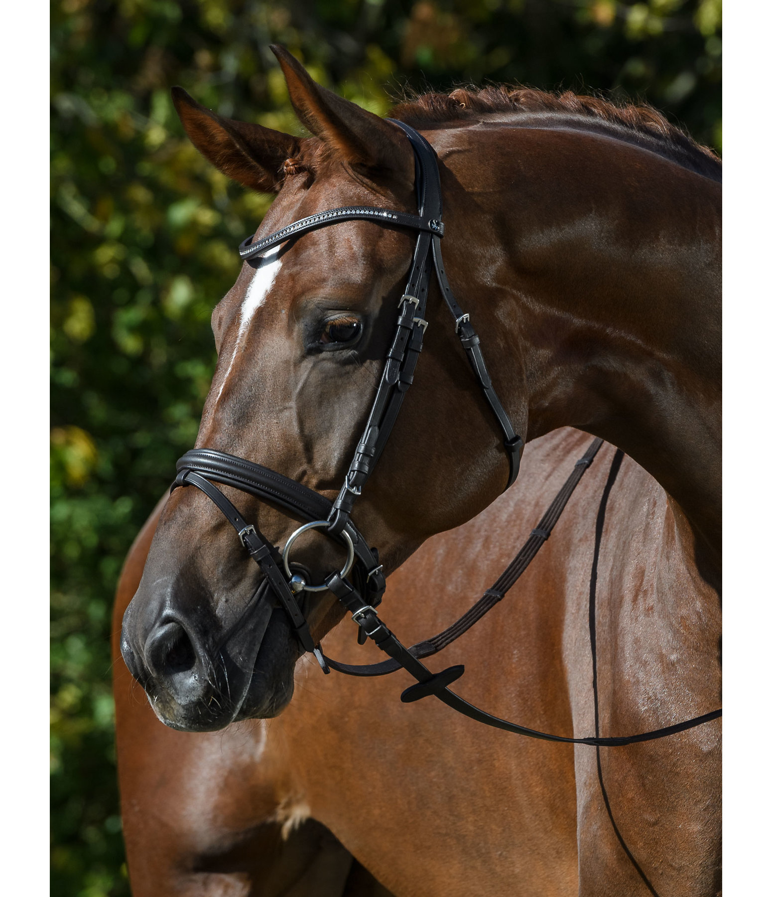 Flash Bridle Panama