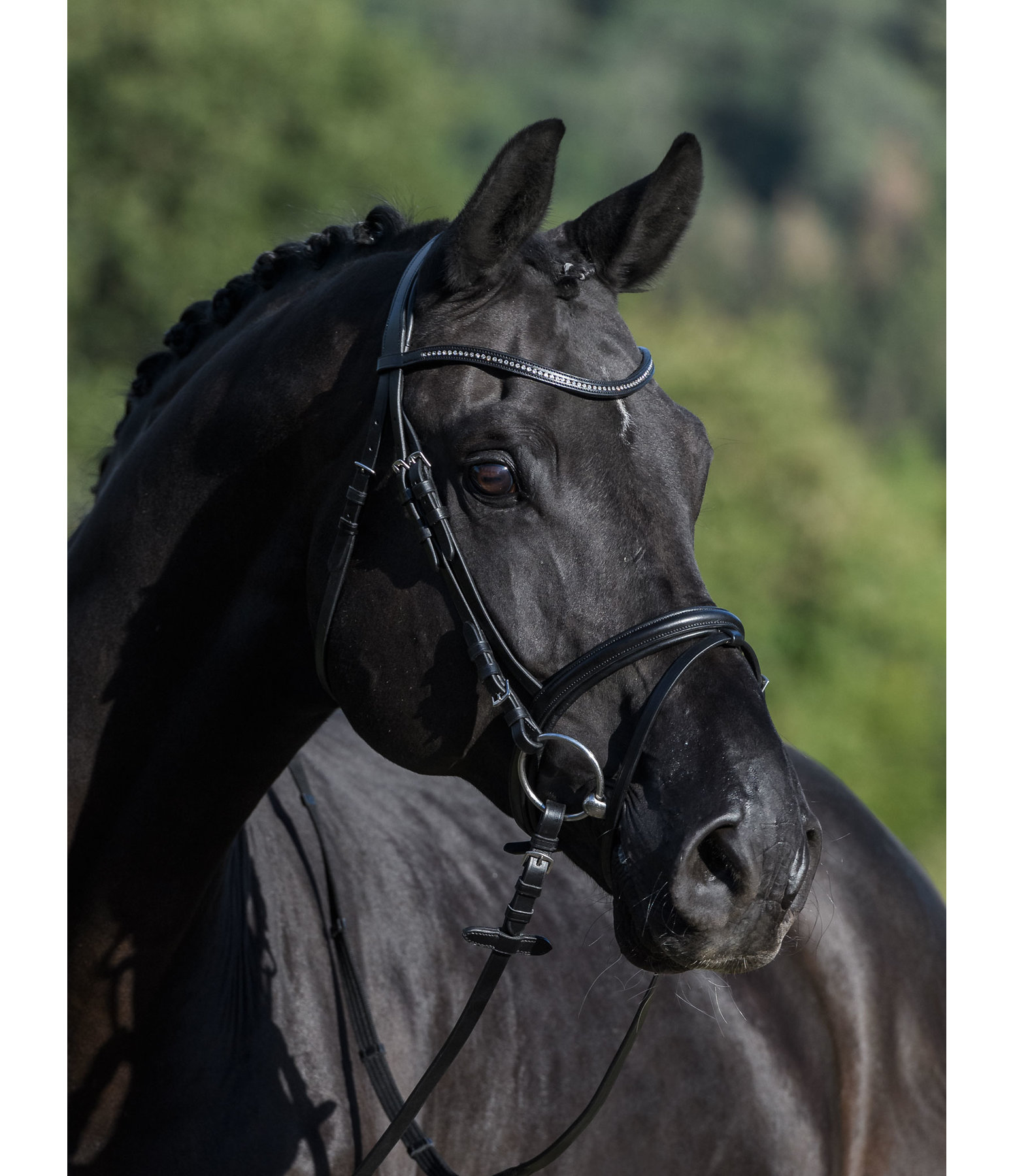 Flash Bridle Panama