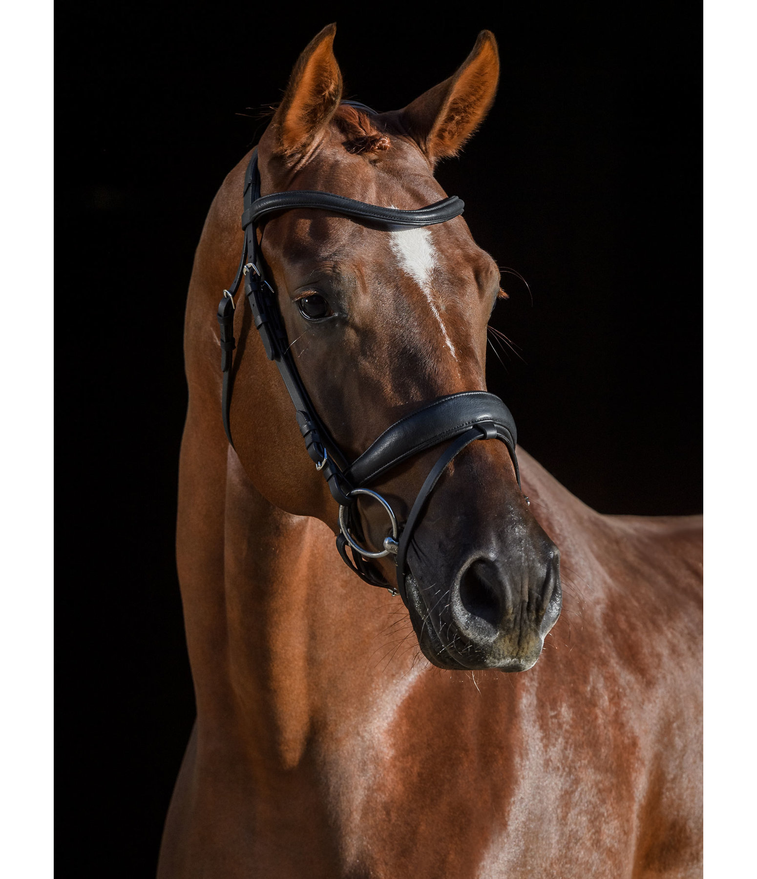 Flash Bridle Soft Comfort PRO