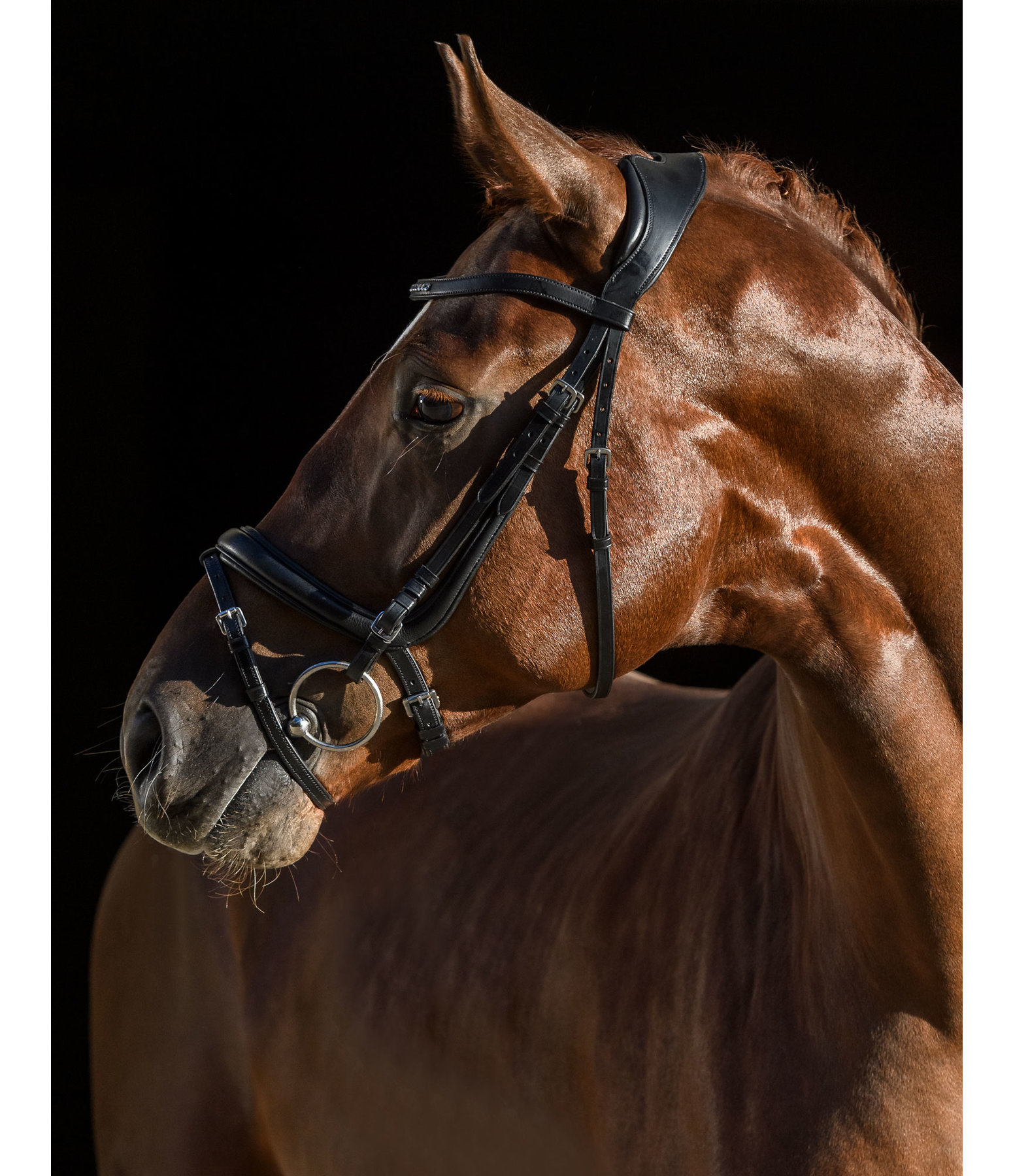 Bridle Anatomical Neck Relax Innovation.