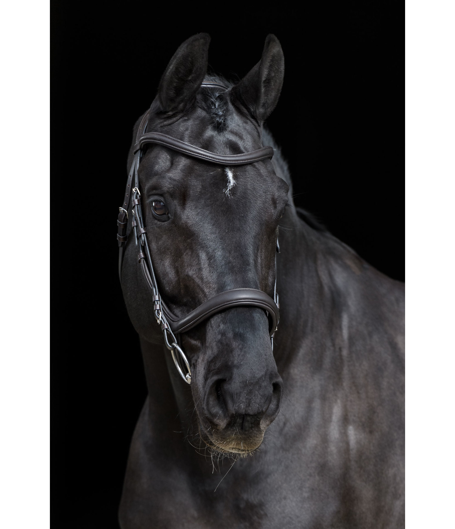 Bridle Gently Anatomical Innovation