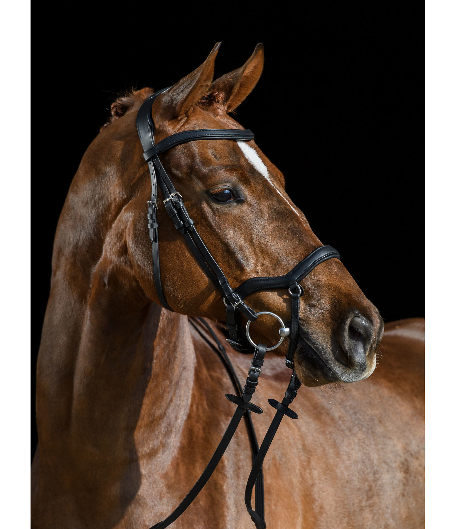 Bridle Laholm