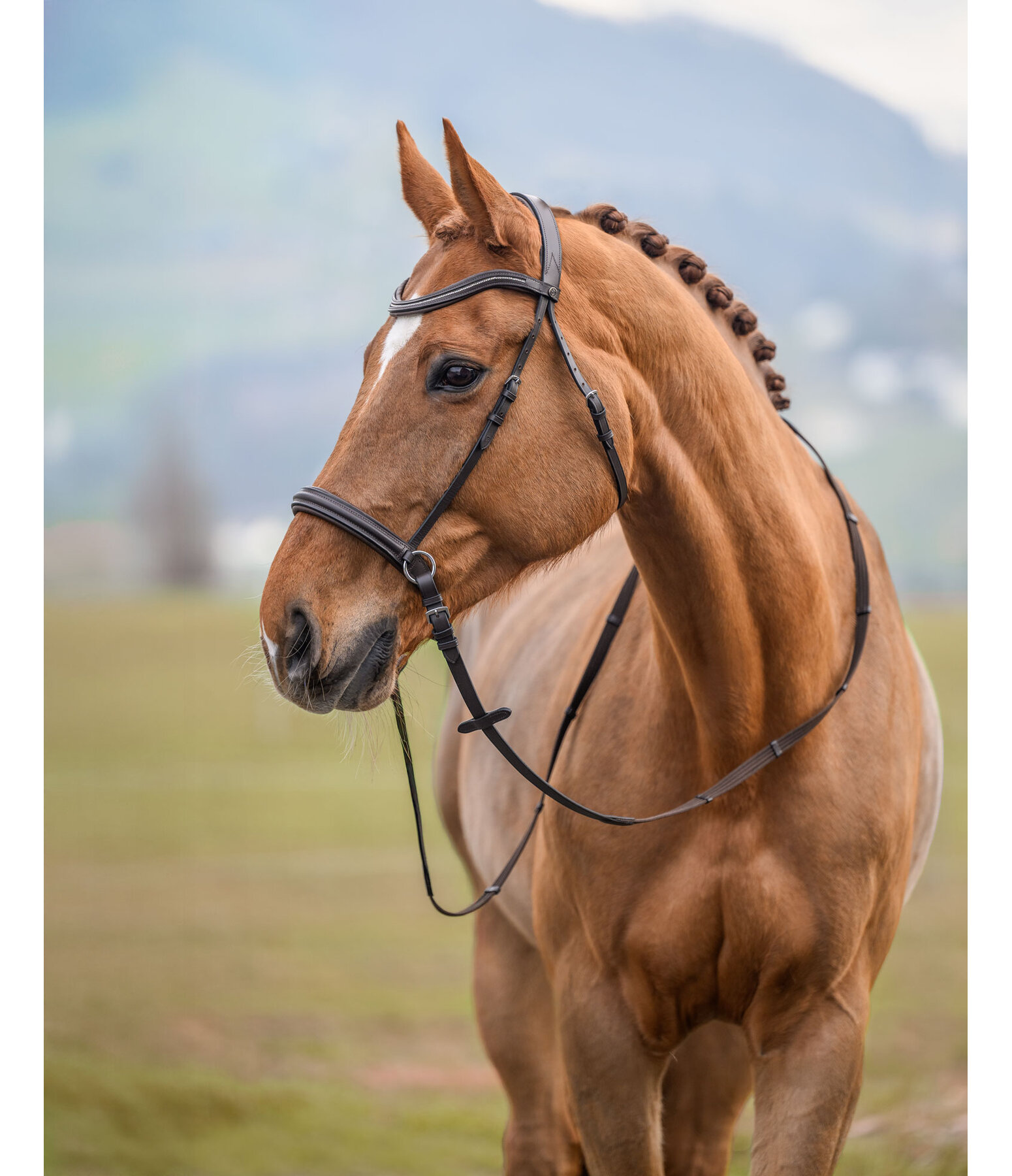 Bitless Bridle Gentle Connection