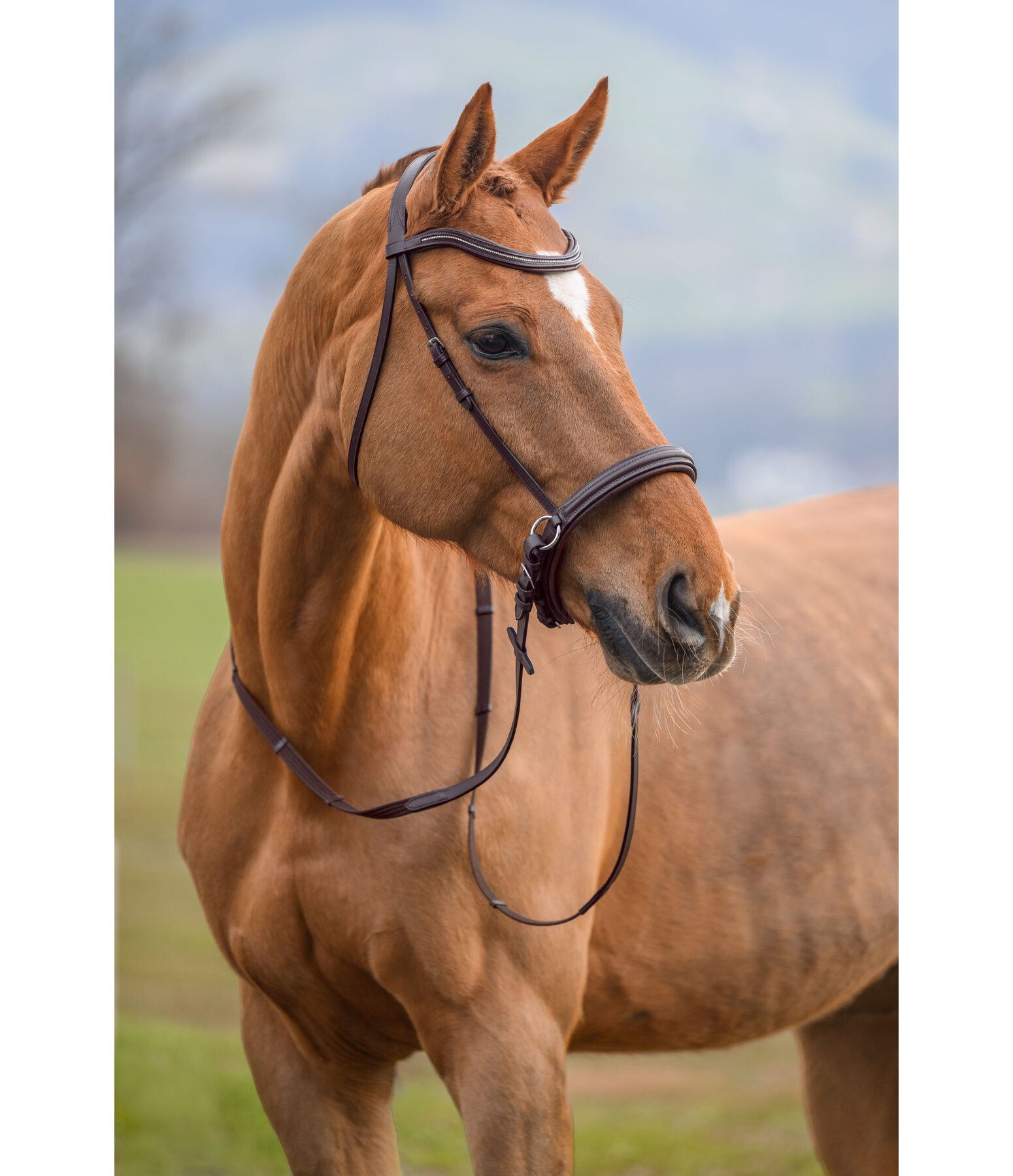 Bitless Bridle Gentle Connection