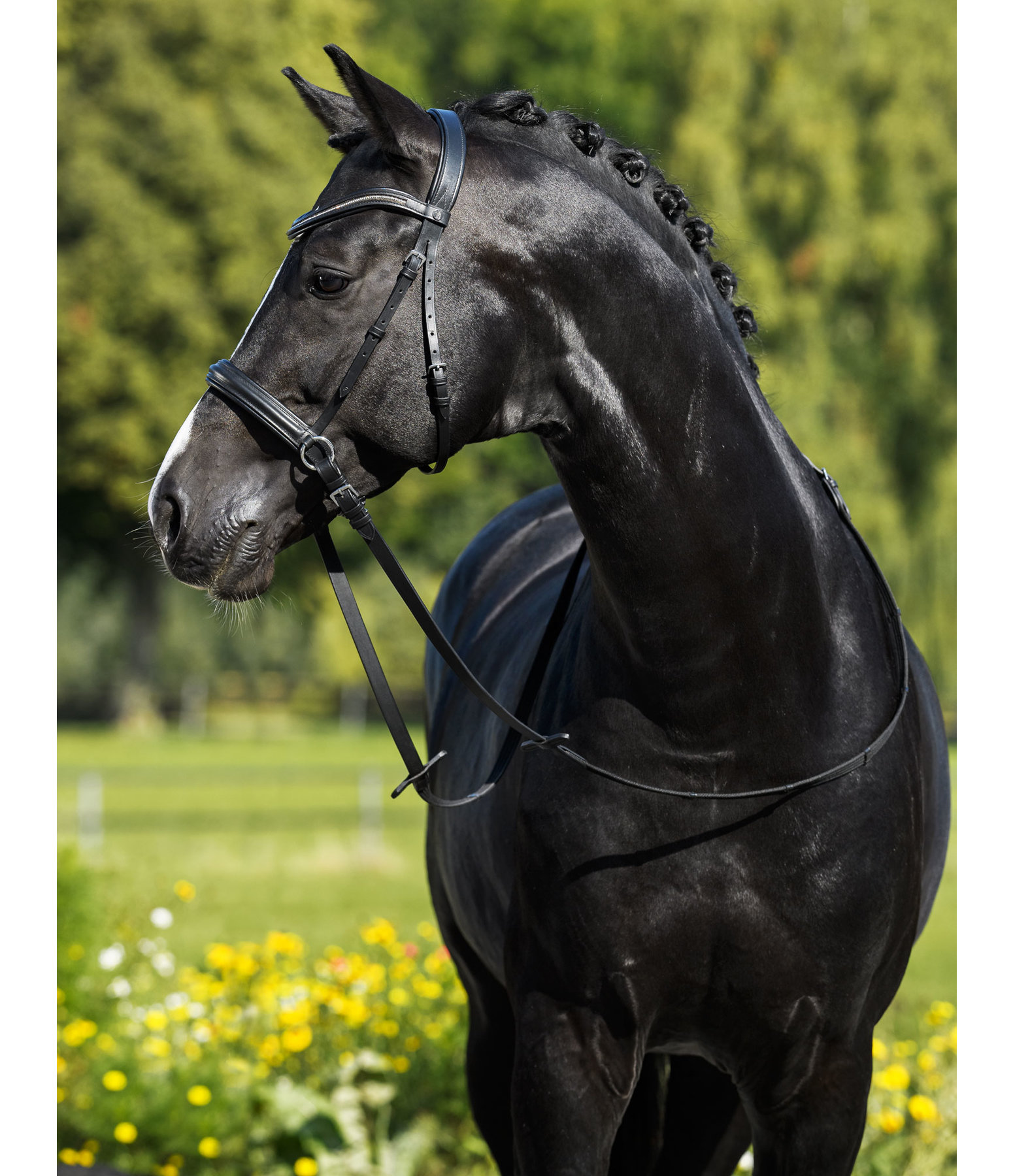 Bitless Bridle Gentle Connection