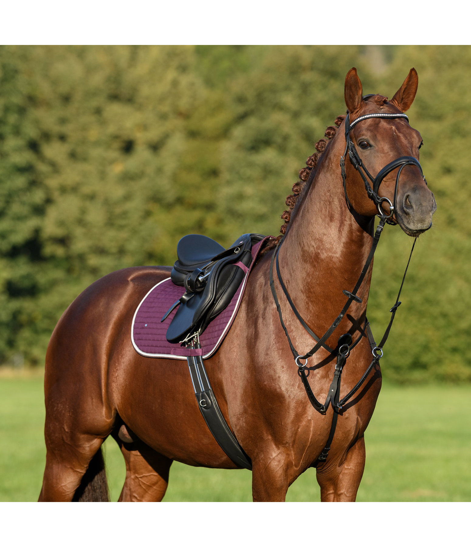 Oiled Leather Martingale with Quick Fit II