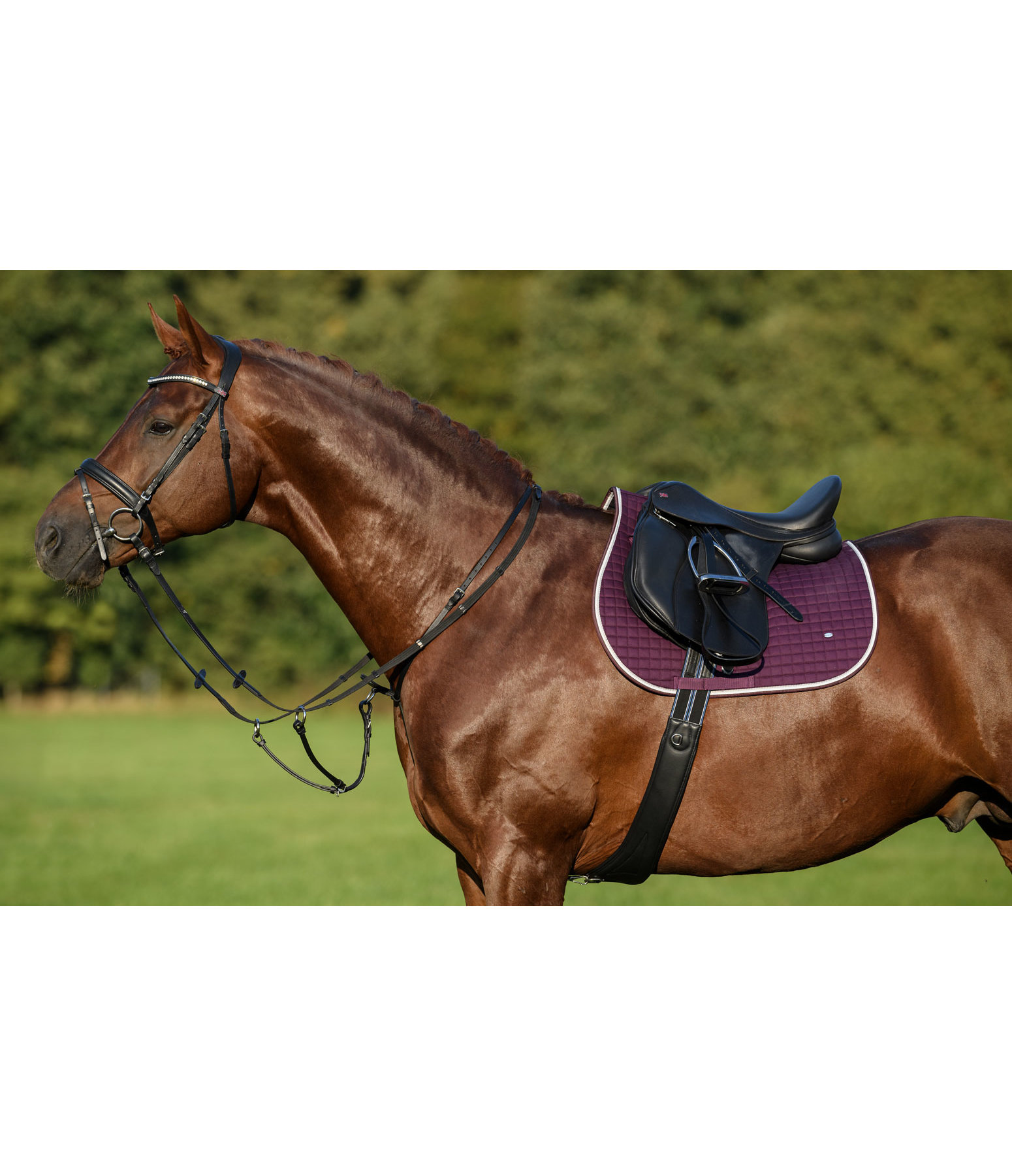 Oiled Leather Martingale with Quick Fit II
