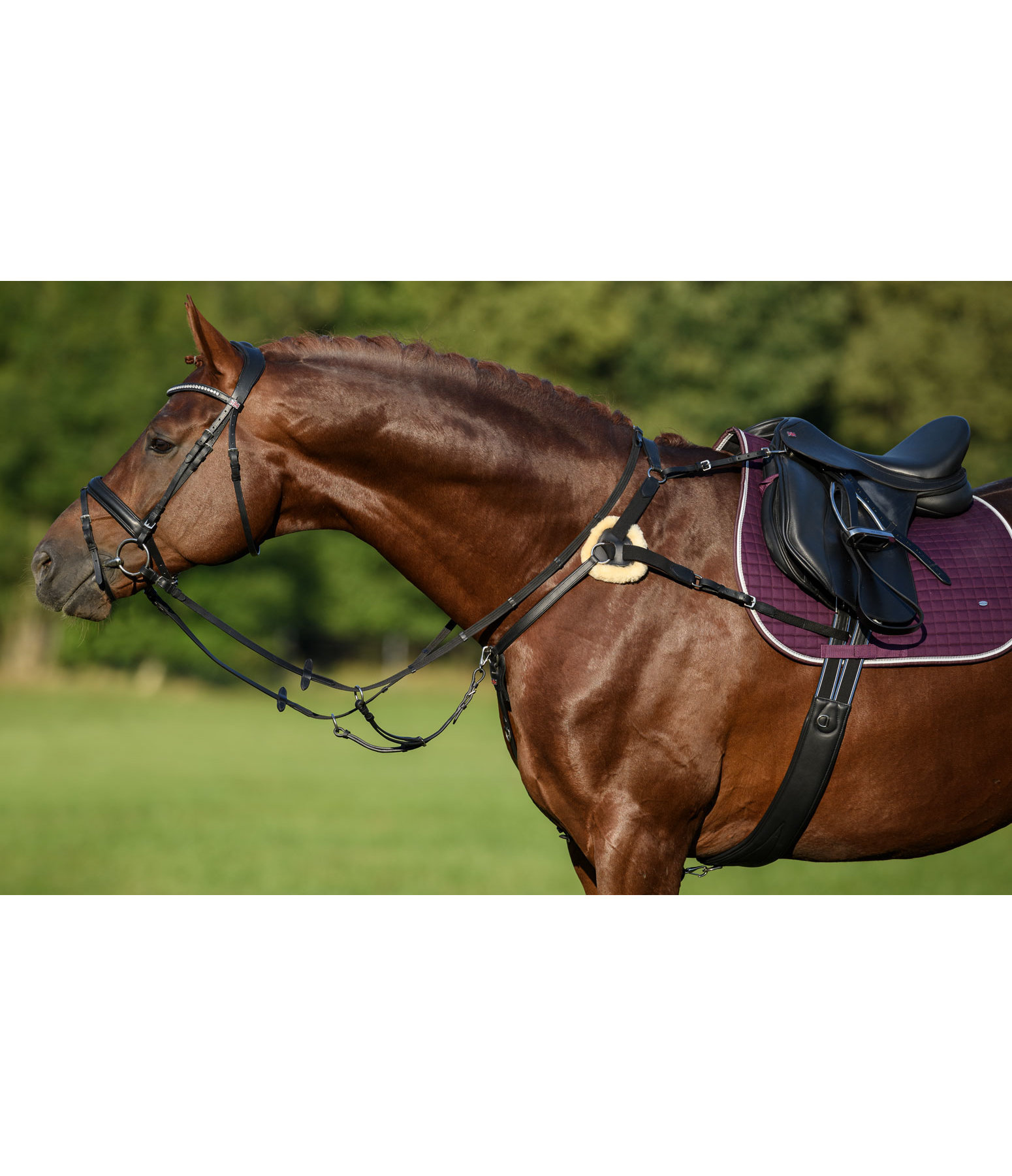 Oiled 5-Point Leather Breastplate Competition