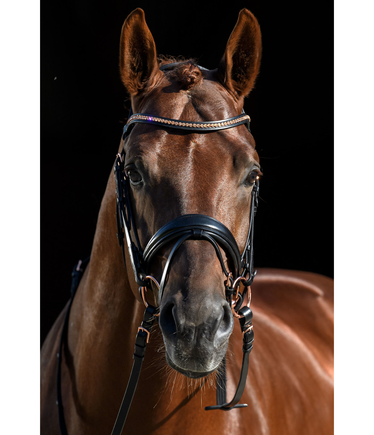 Crank Flash Bridle Rose