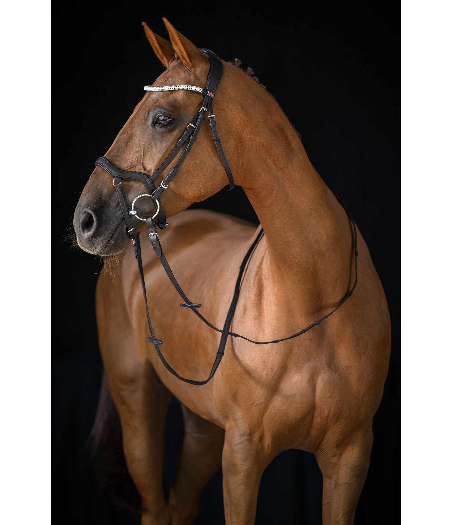 Mix & Match PRO Oiled Leather Noseband Alburry II