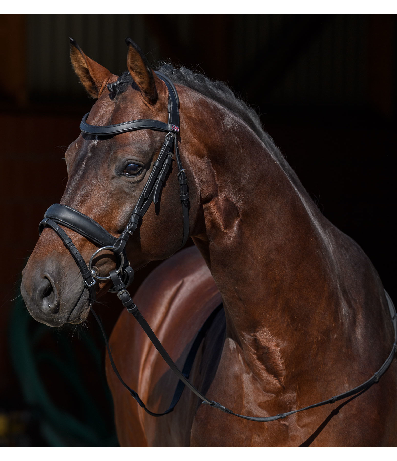 Mix & Match PRO Oiled Pull Back Leather Noseband with removable Flash Strap