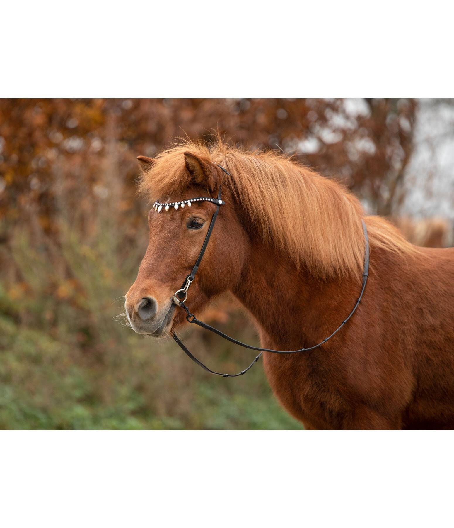 Browband Silfra