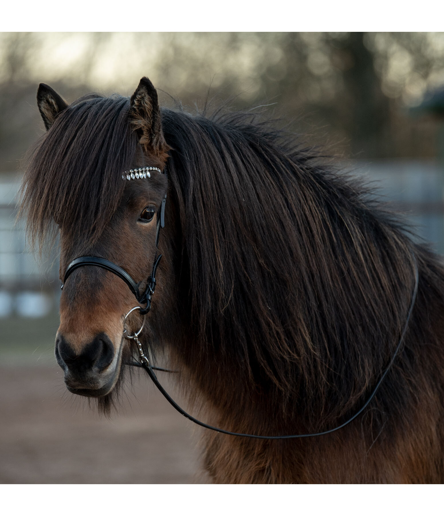 Browband Silfra