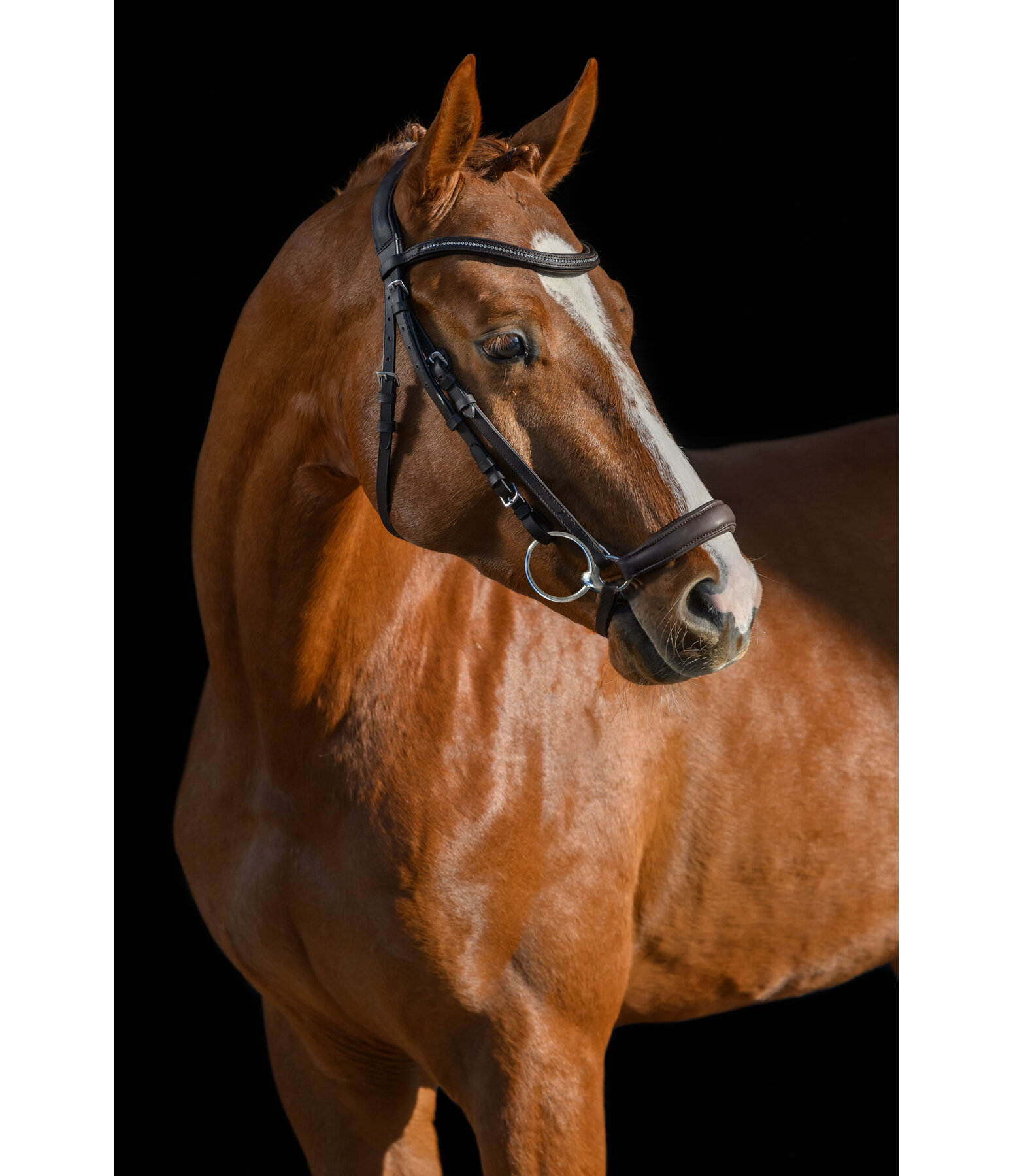 Drop Noseband Soft Comfort