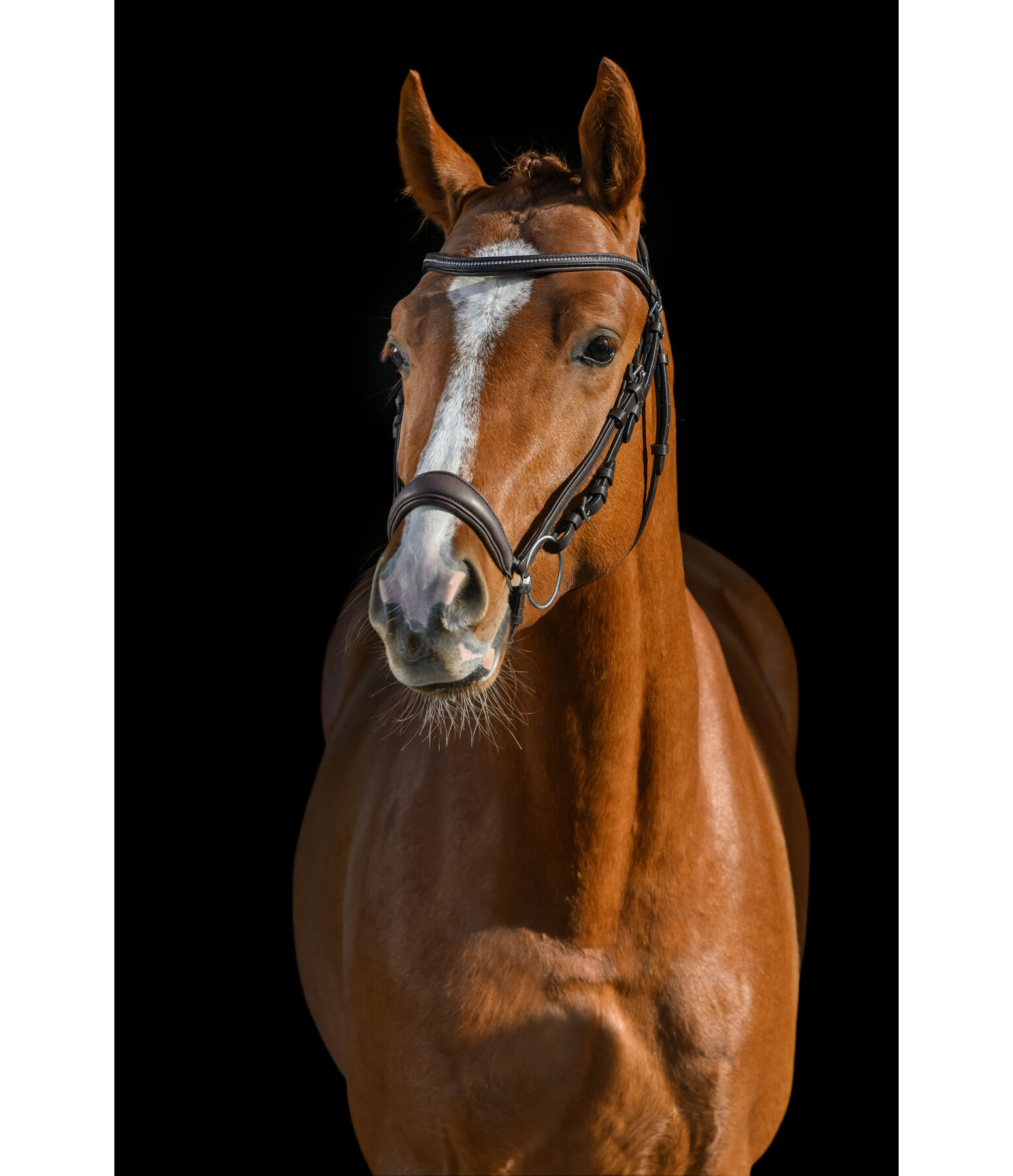 Drop Noseband Soft Comfort