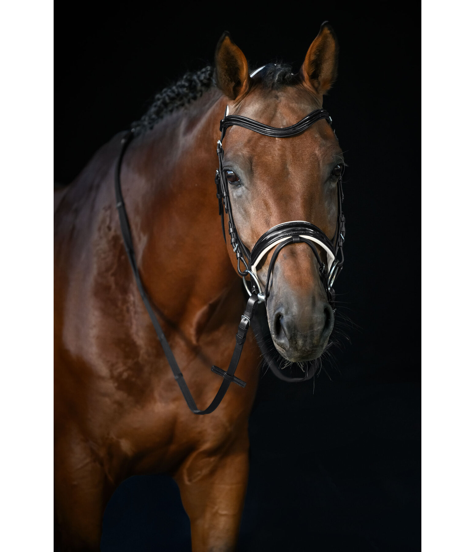 Crank Flash Bridle Glossy Vernon