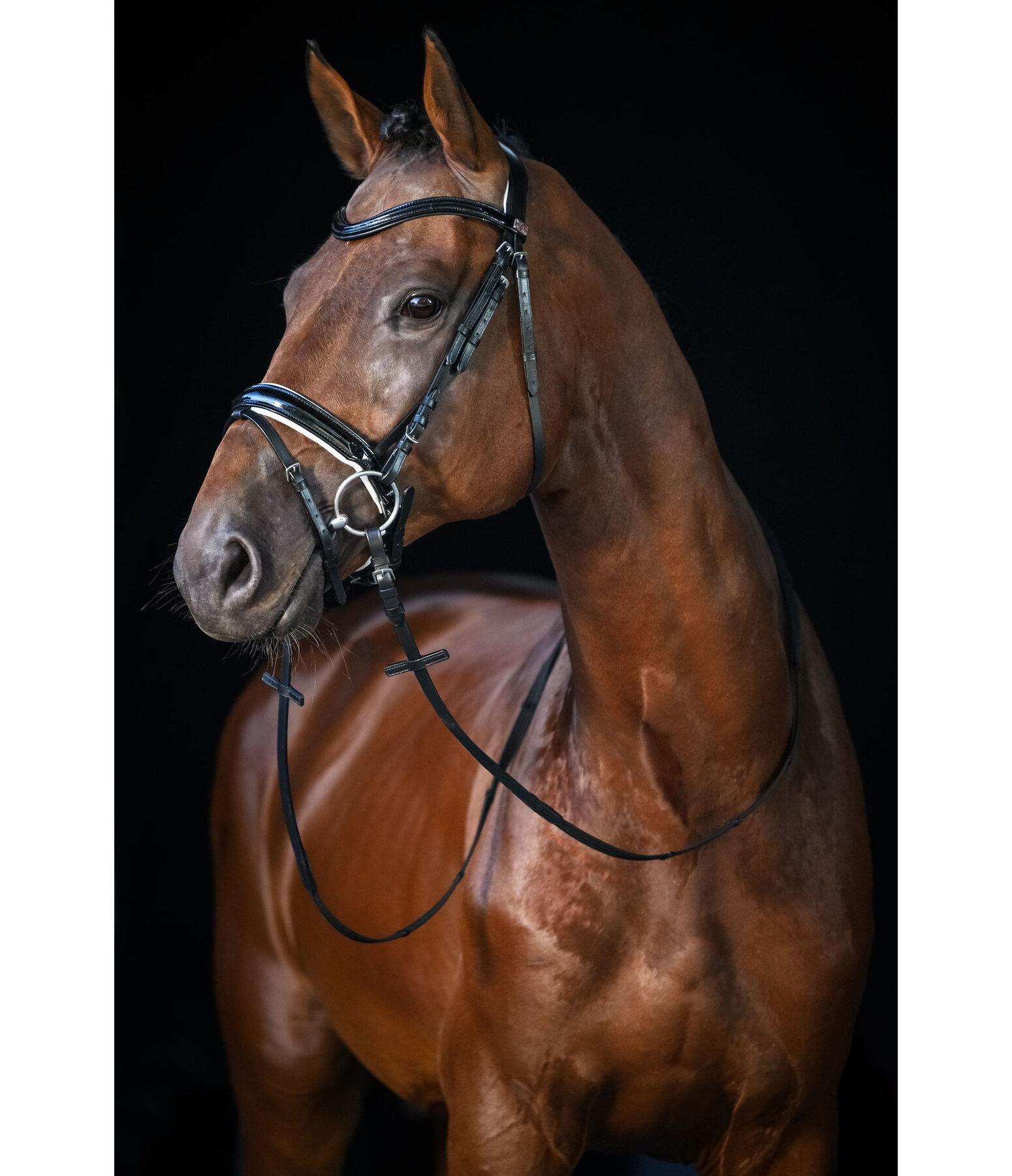 Crank Flash Bridle Glossy Vernon