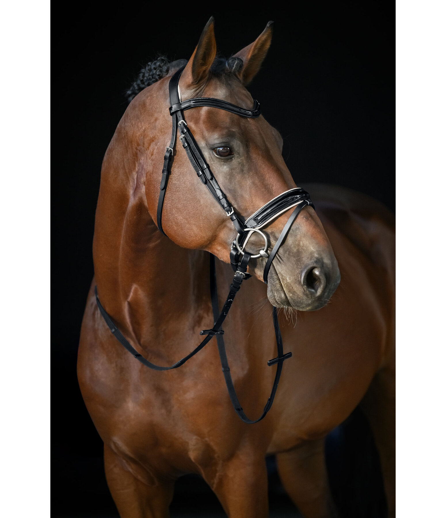 Crank Flash Bridle Glossy Vernon