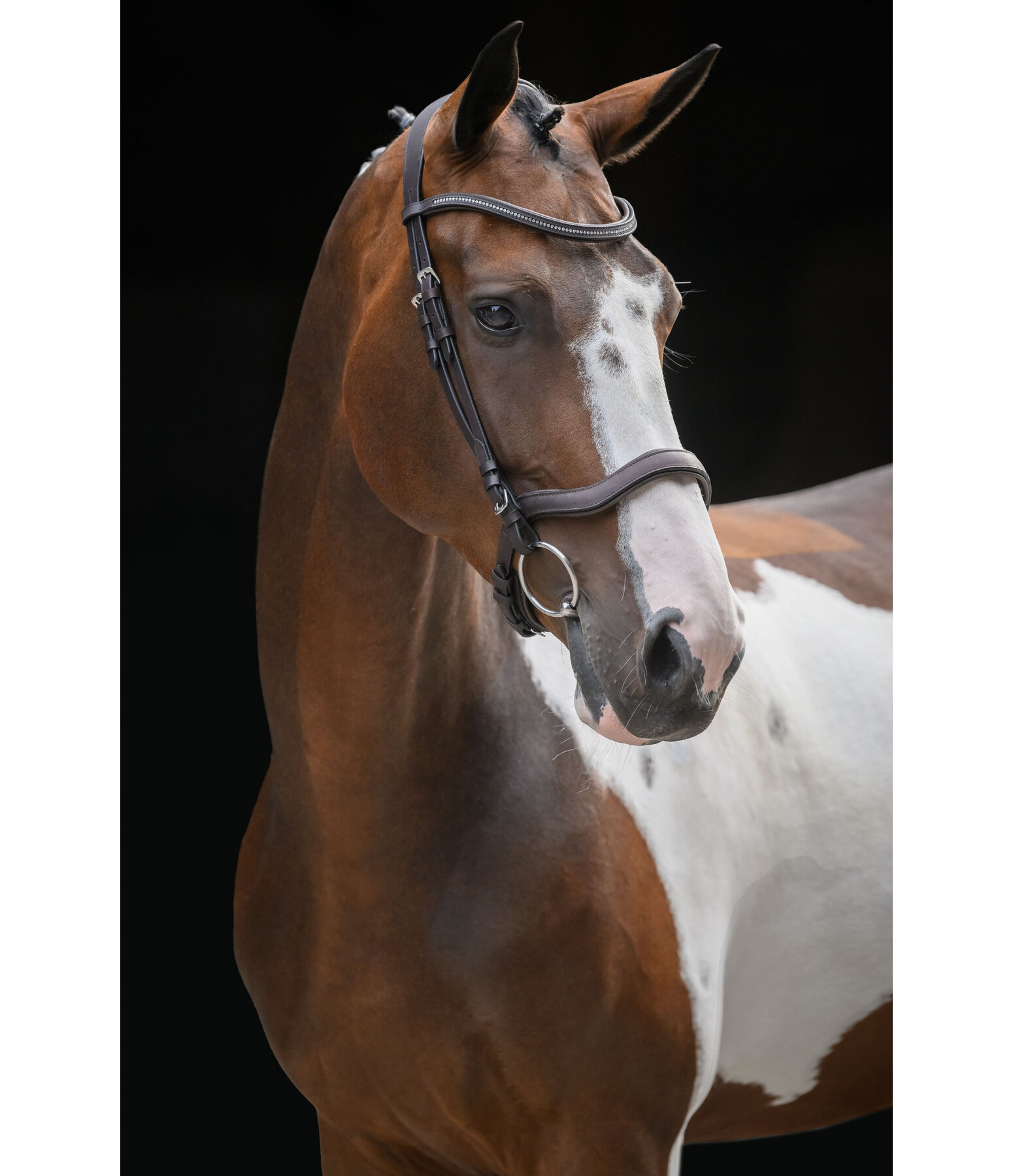 Cavesson Bridle Comfort Space
