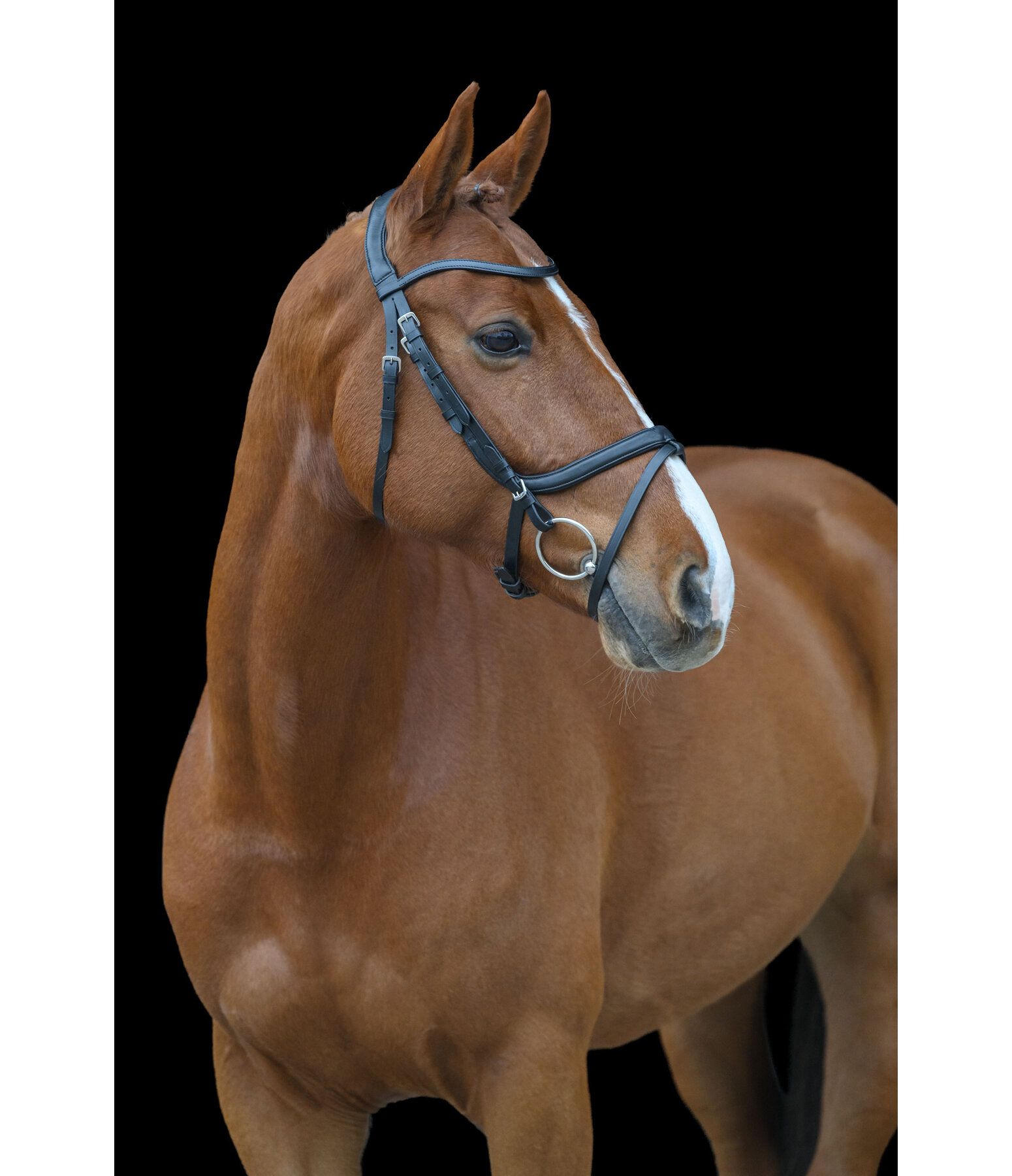 Flash Bridle Anatomical Classic