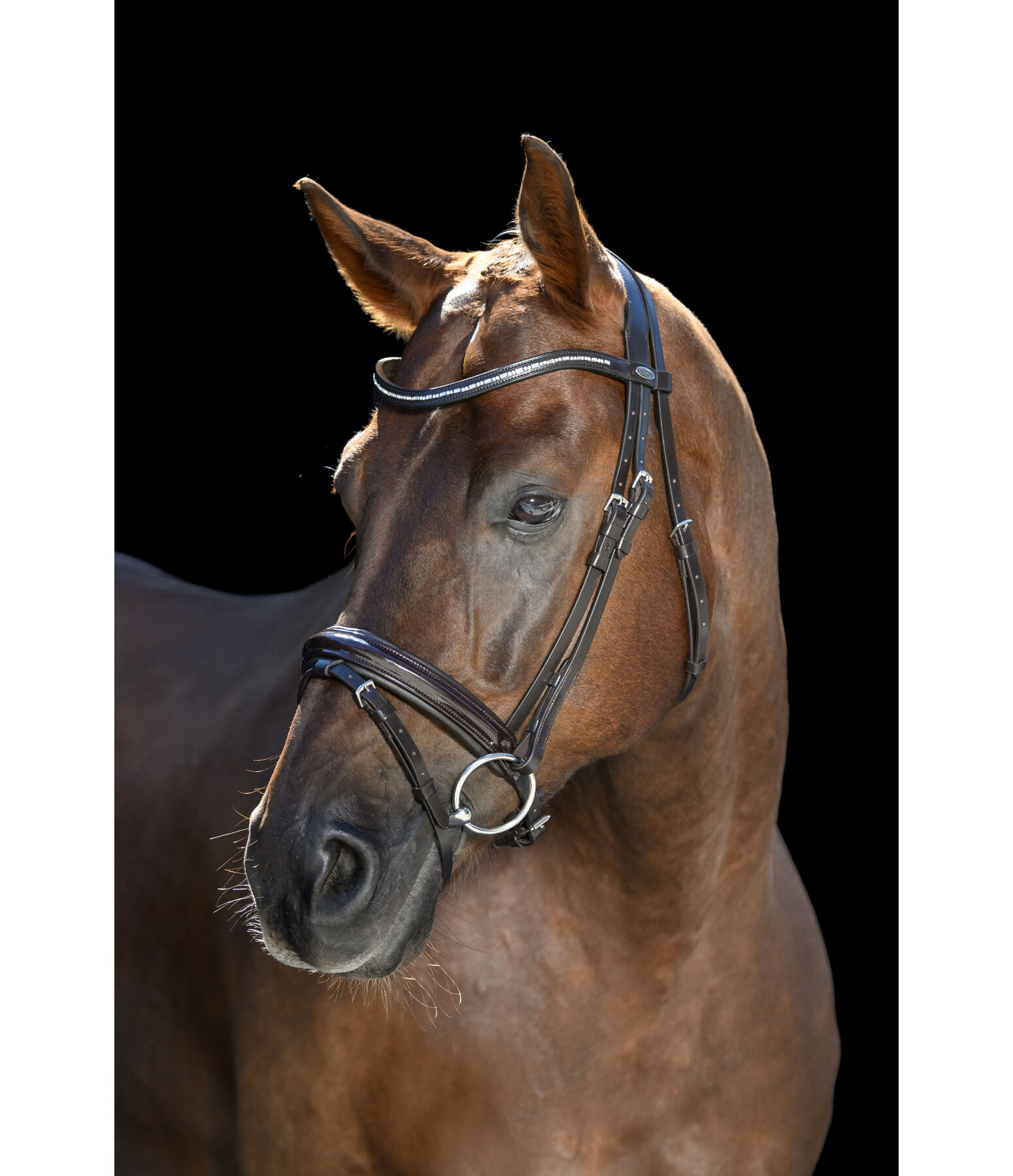 Bridle Shiny Gloss