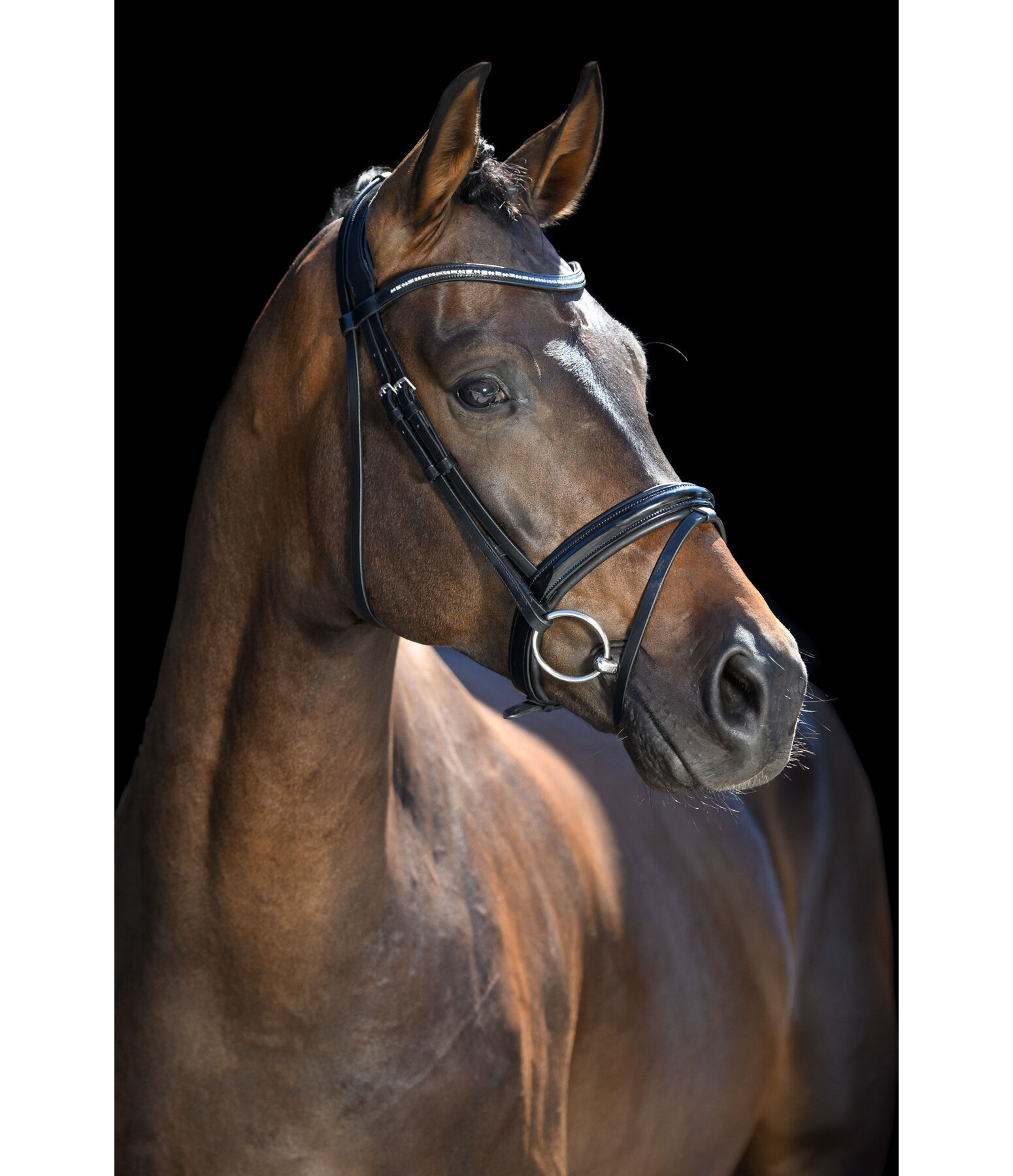 Bridle Shiny Gloss