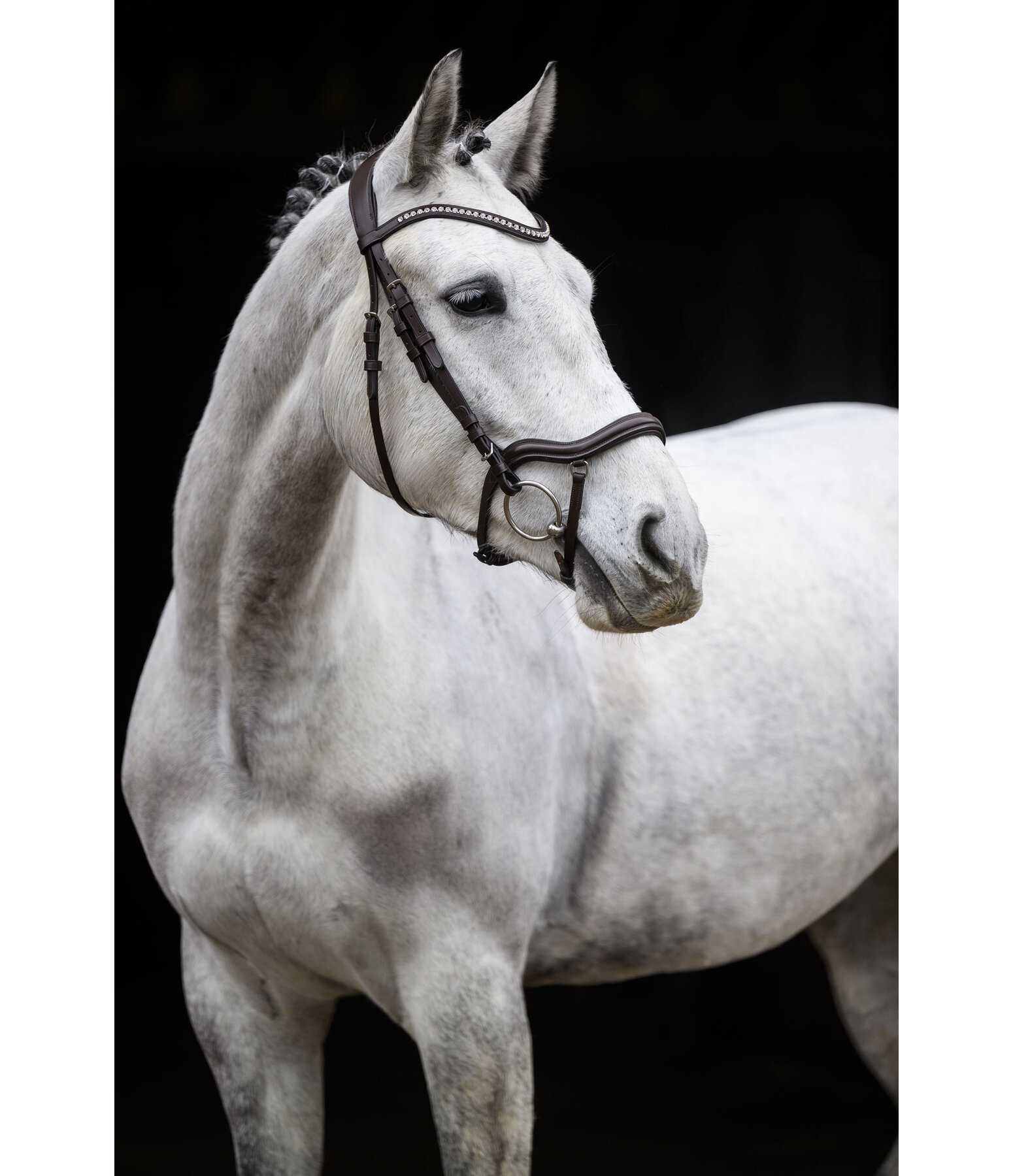Bridle Melbourne