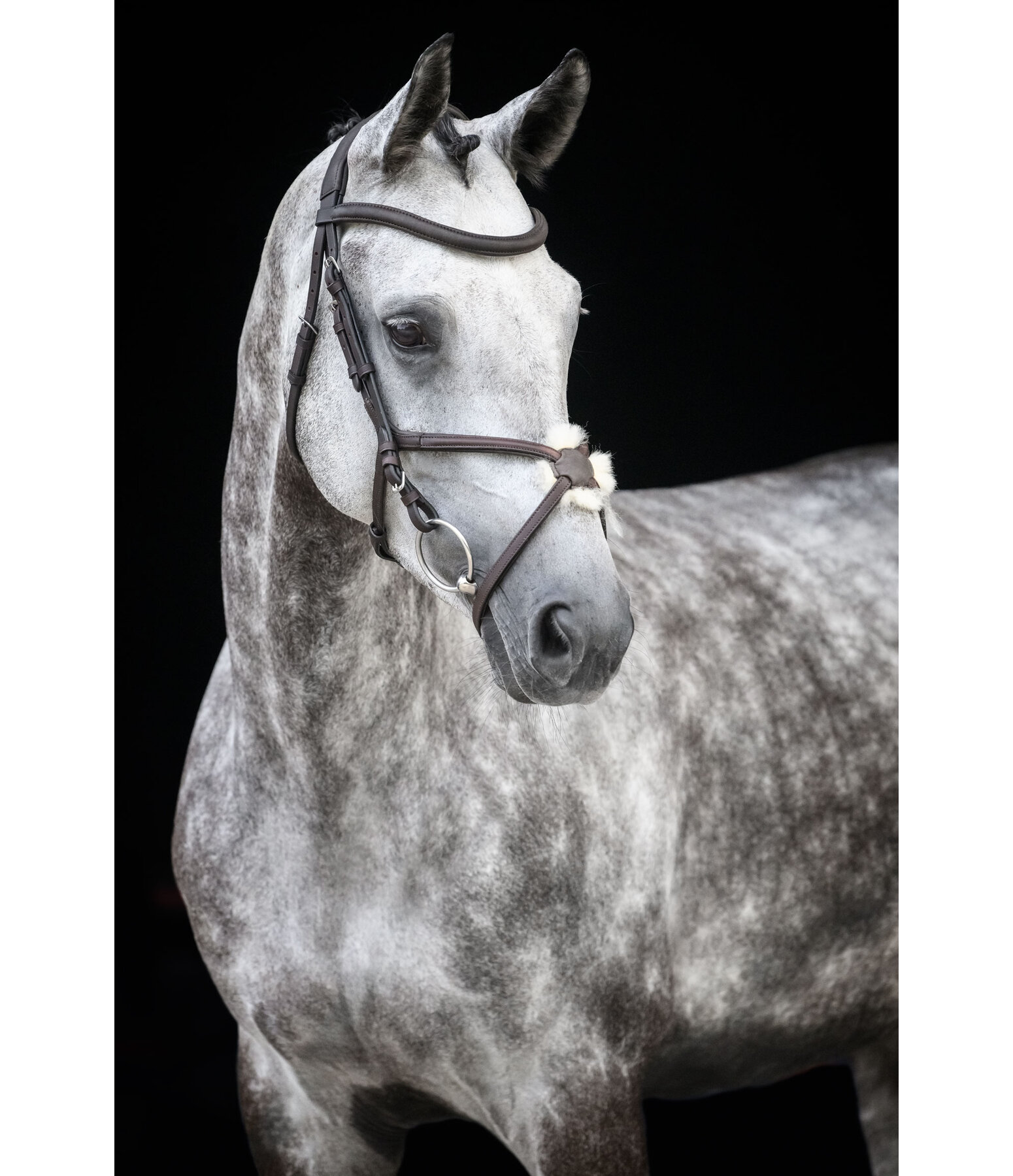Grackle Bridle Diabolo