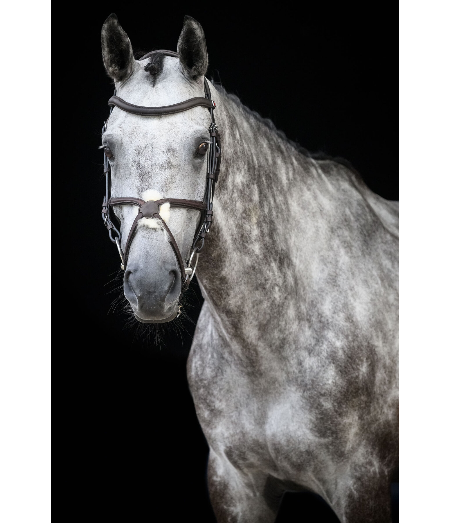 Grackle Bridle Diabolo