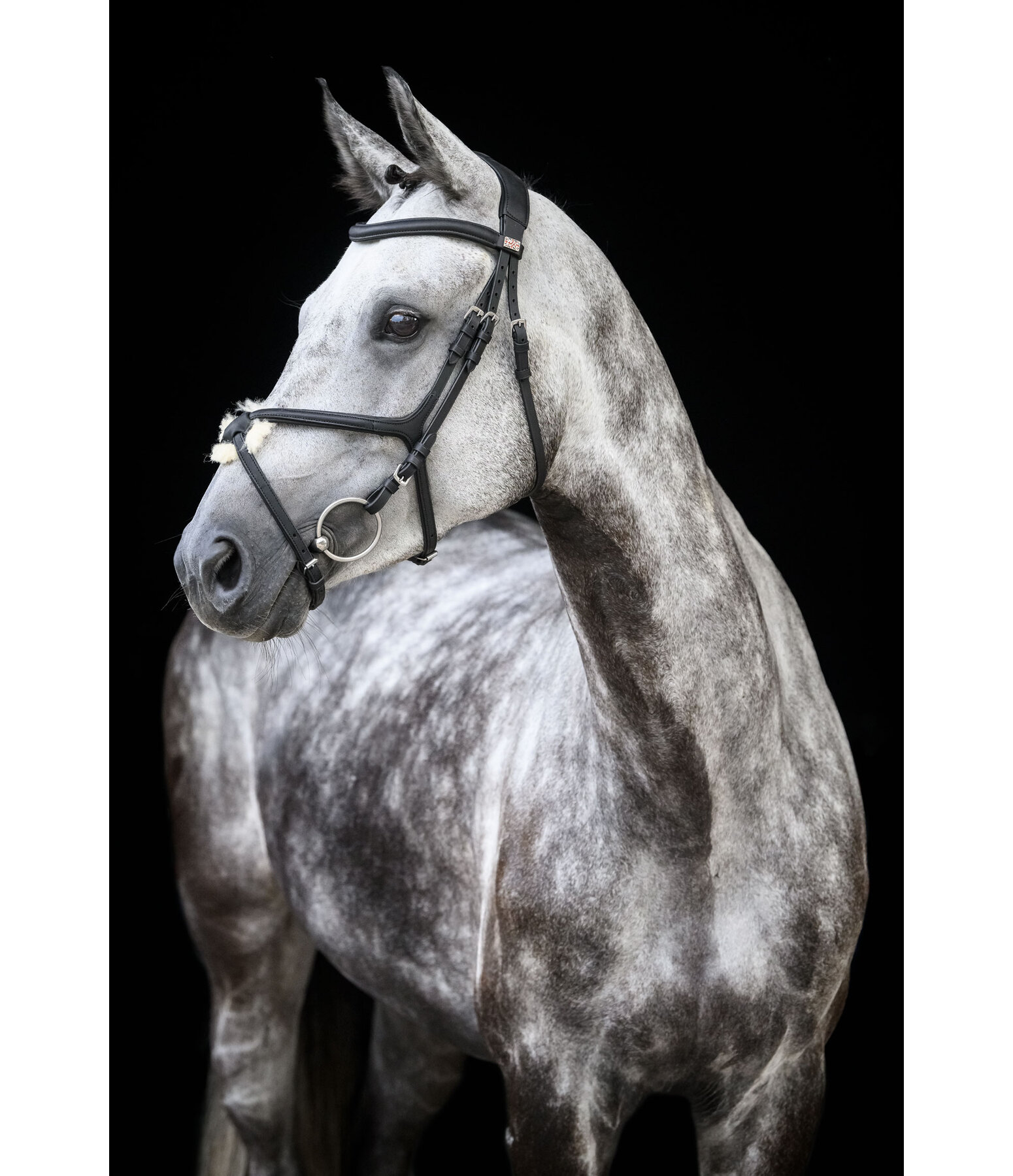Grackle Bridle Diabolo