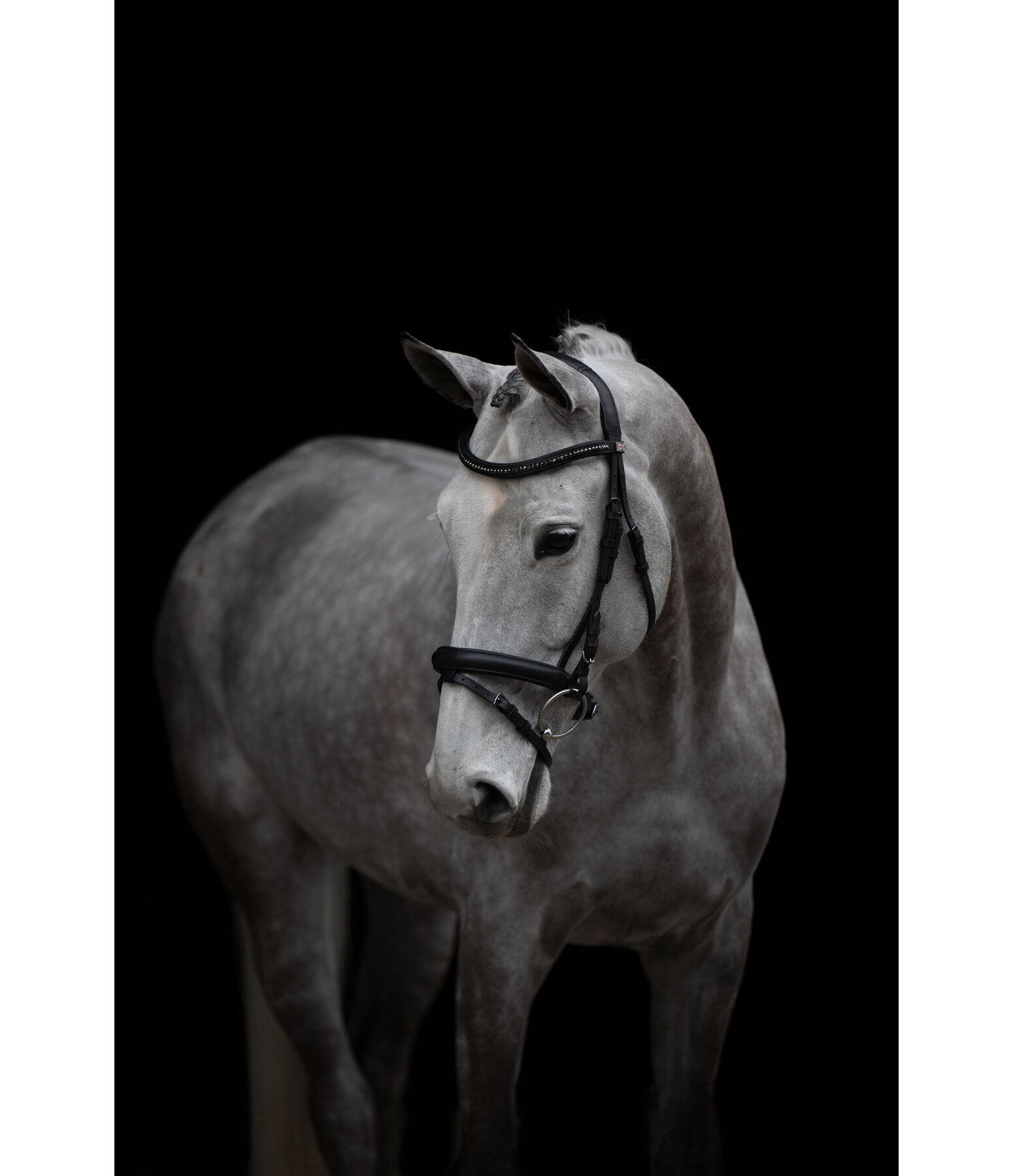 Flash Bridle Midnight