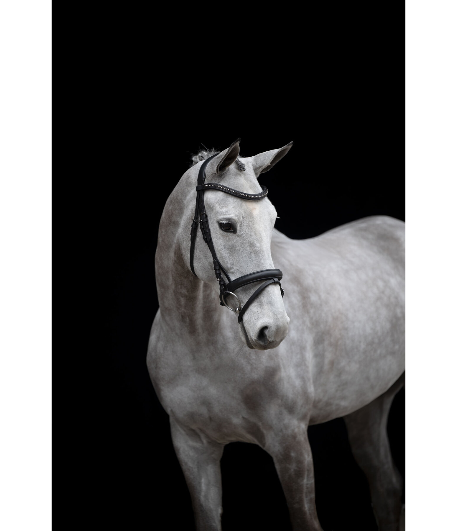 Flash Bridle Midnight