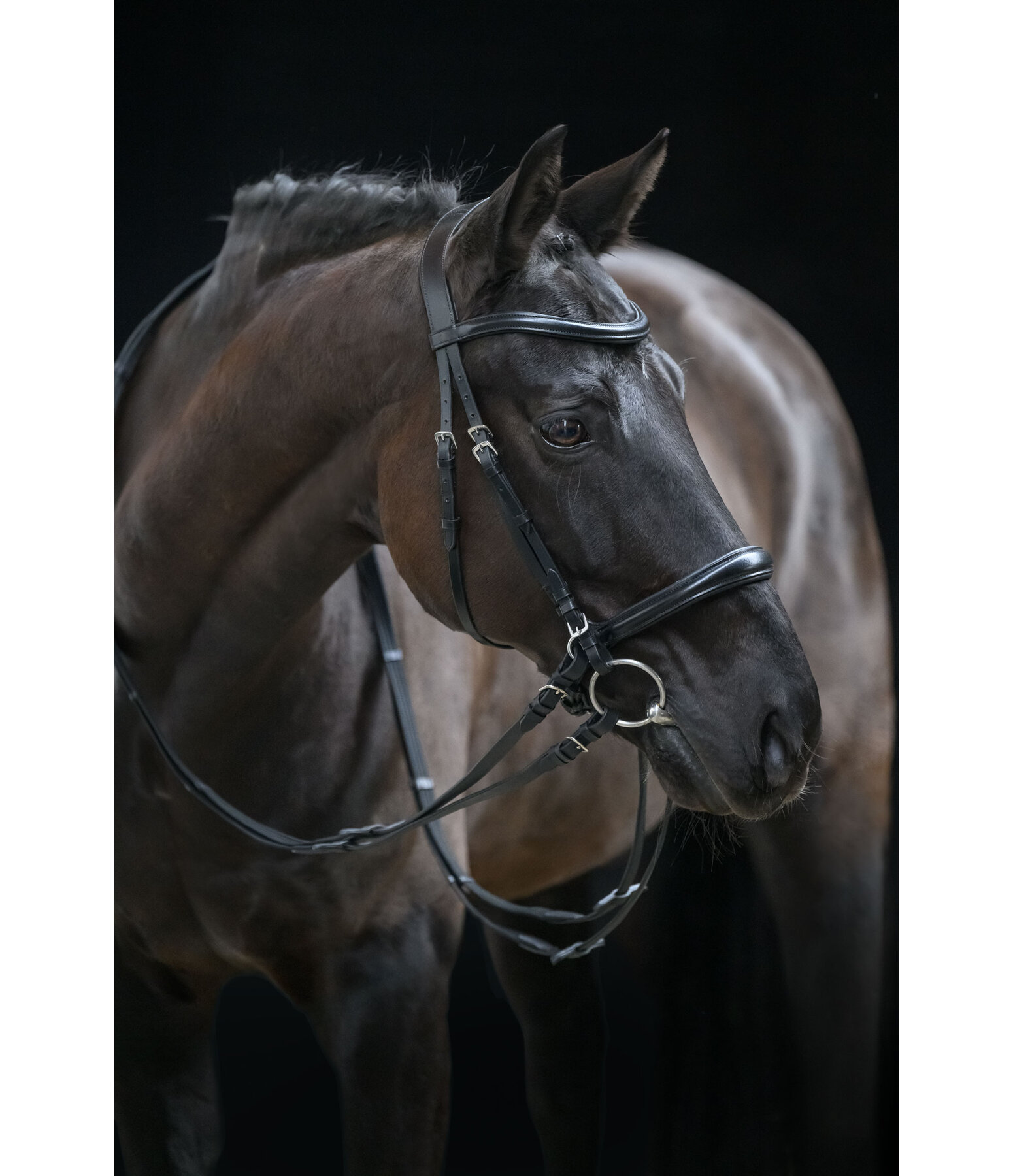 Bitless Bridle 5-in-1