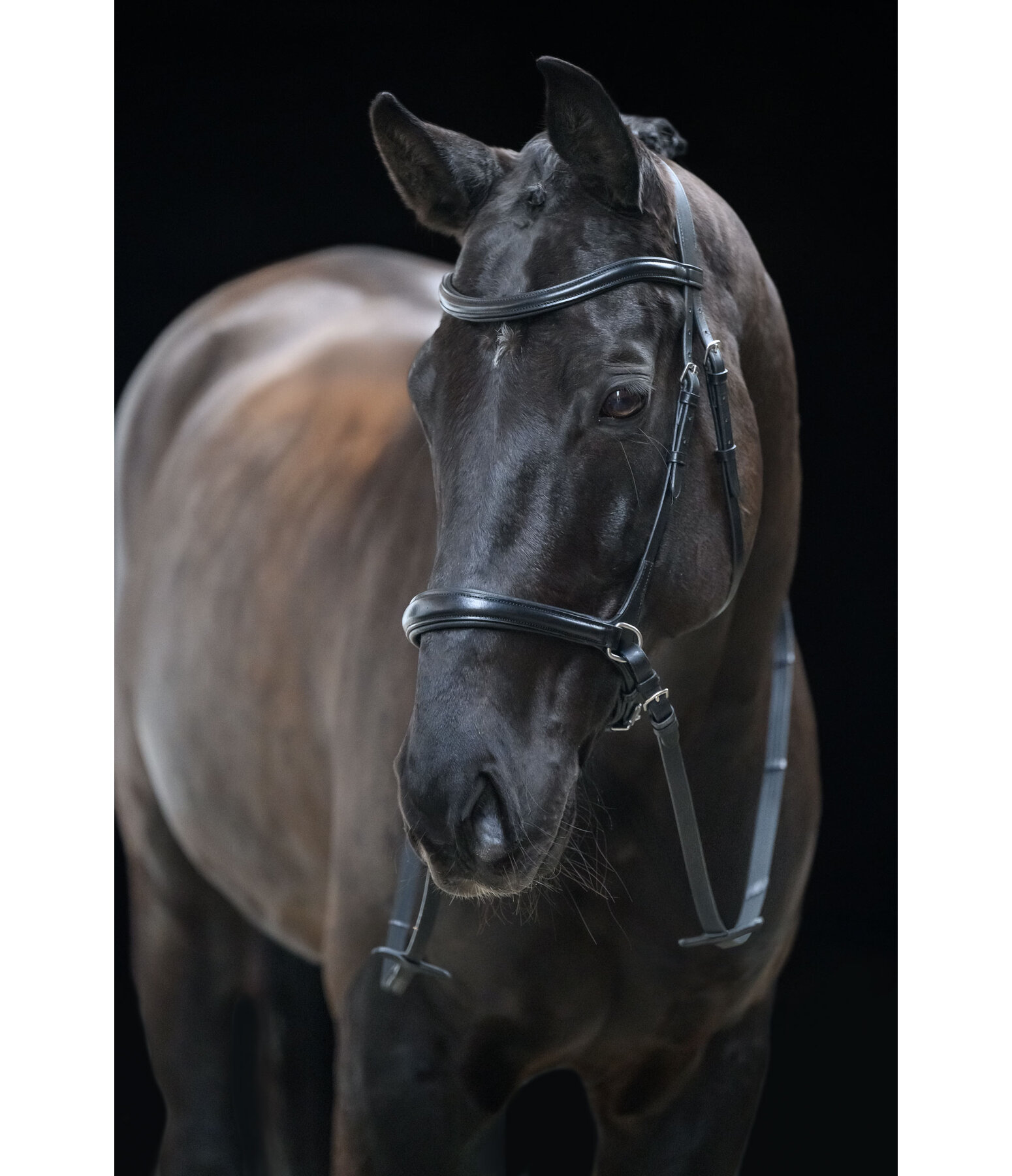 Bitless Bridle 5-in-1