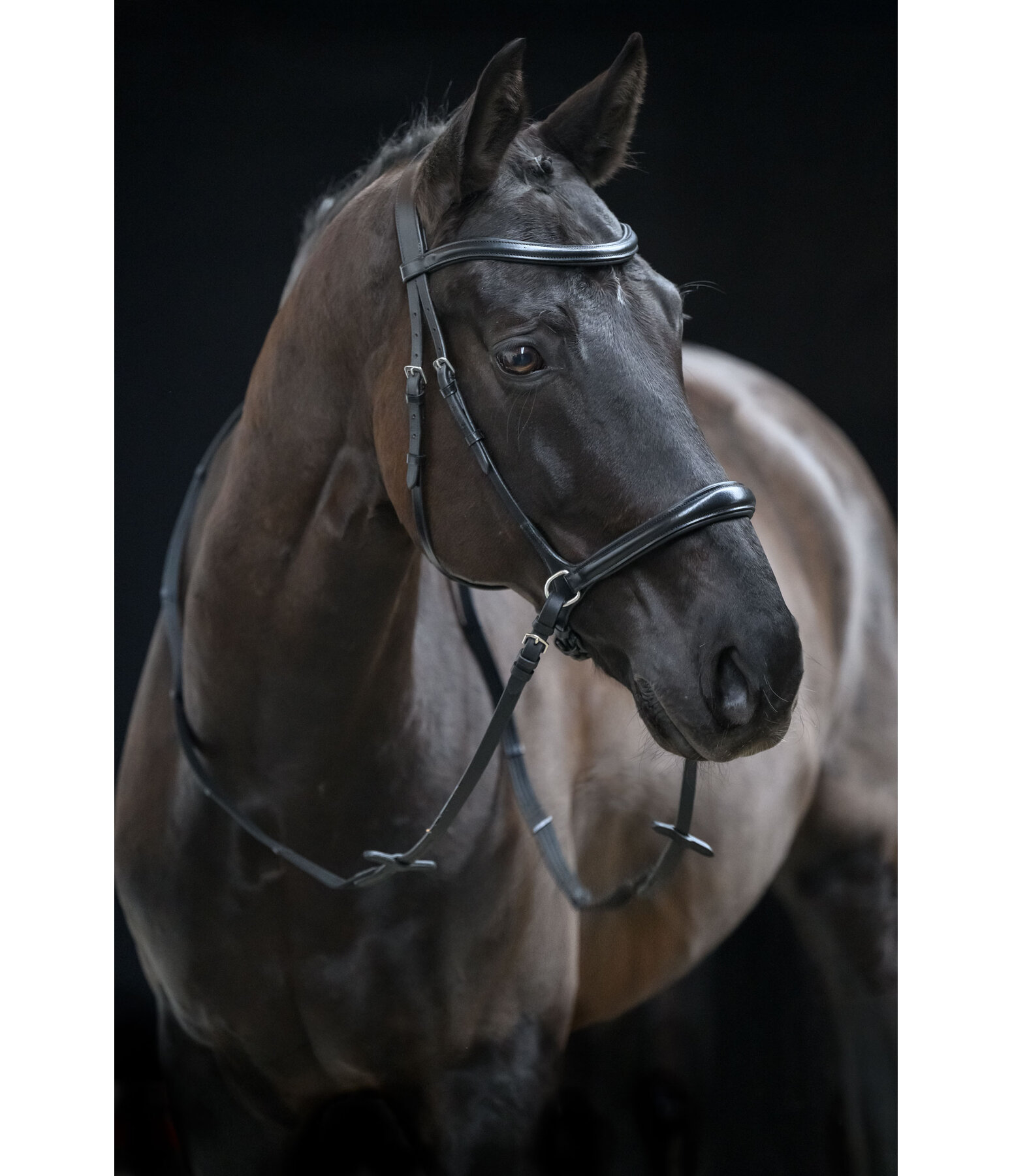 Bitless Bridle 5-in-1