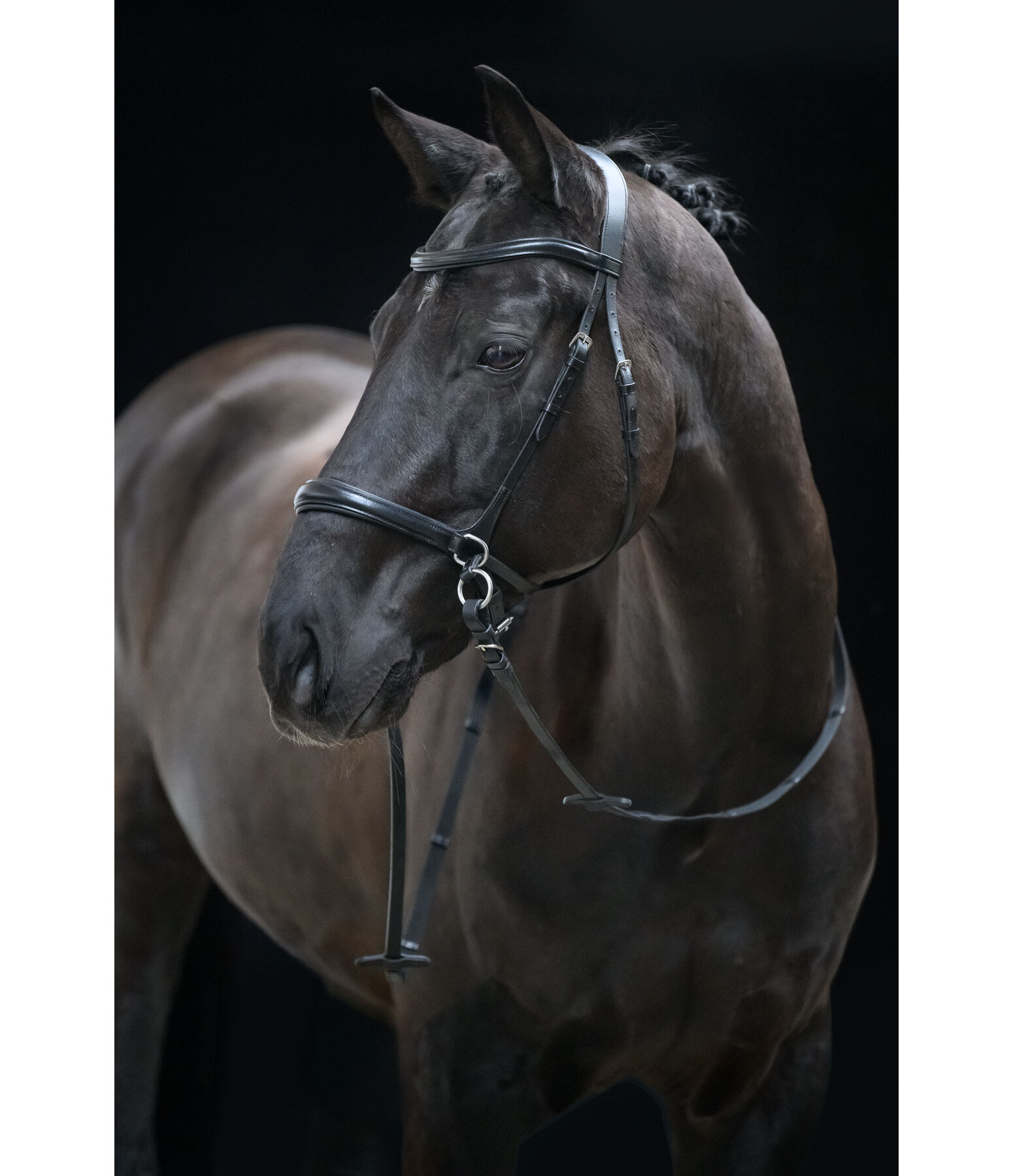 Bitless Bridle 5-in-1
