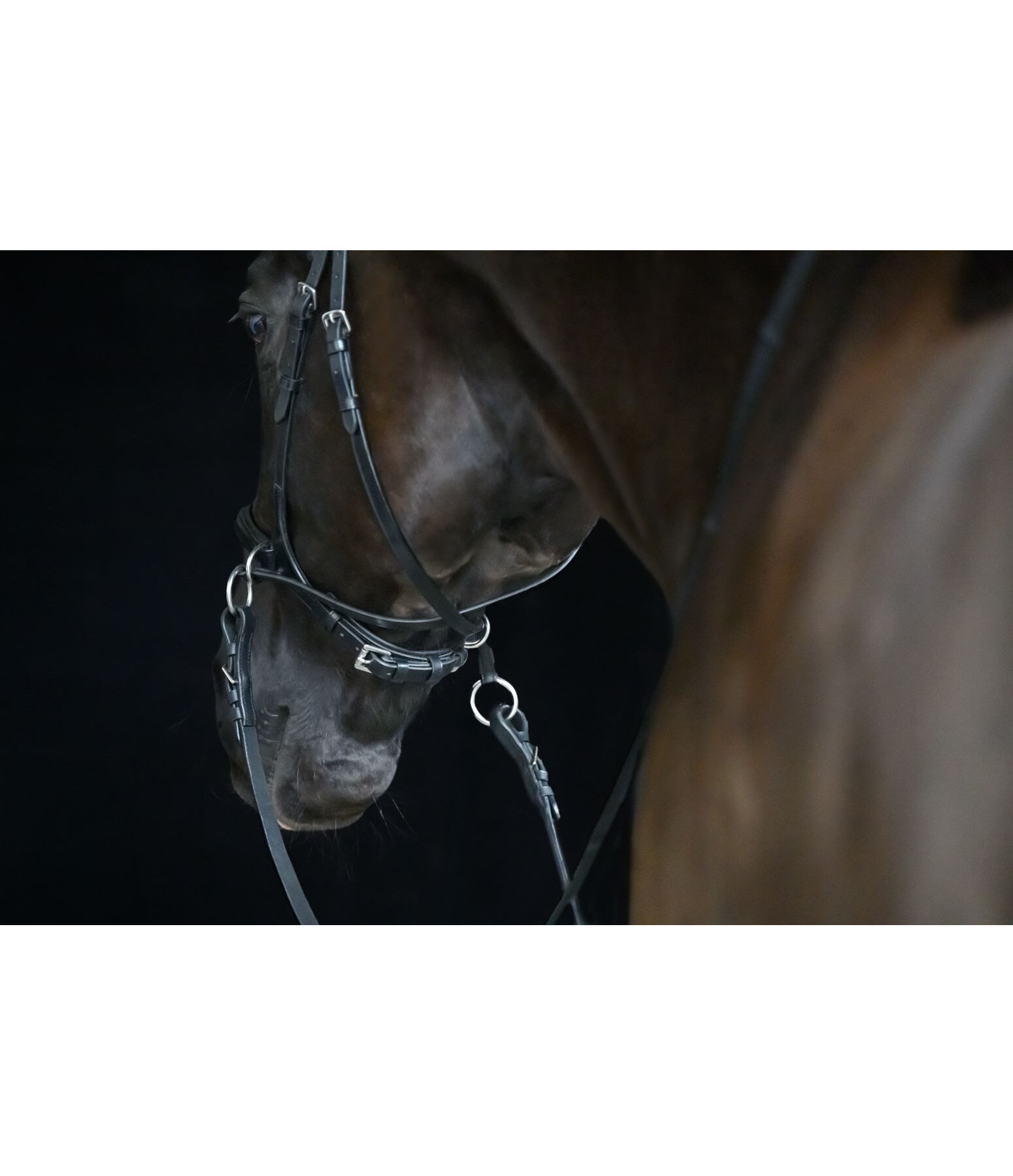 Bitless Bridle 5-in-1