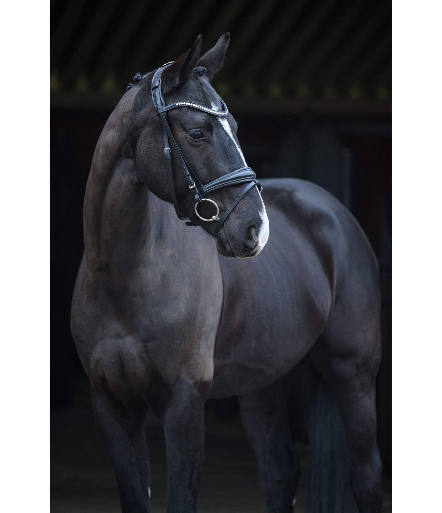 Flash Bridle Lucie