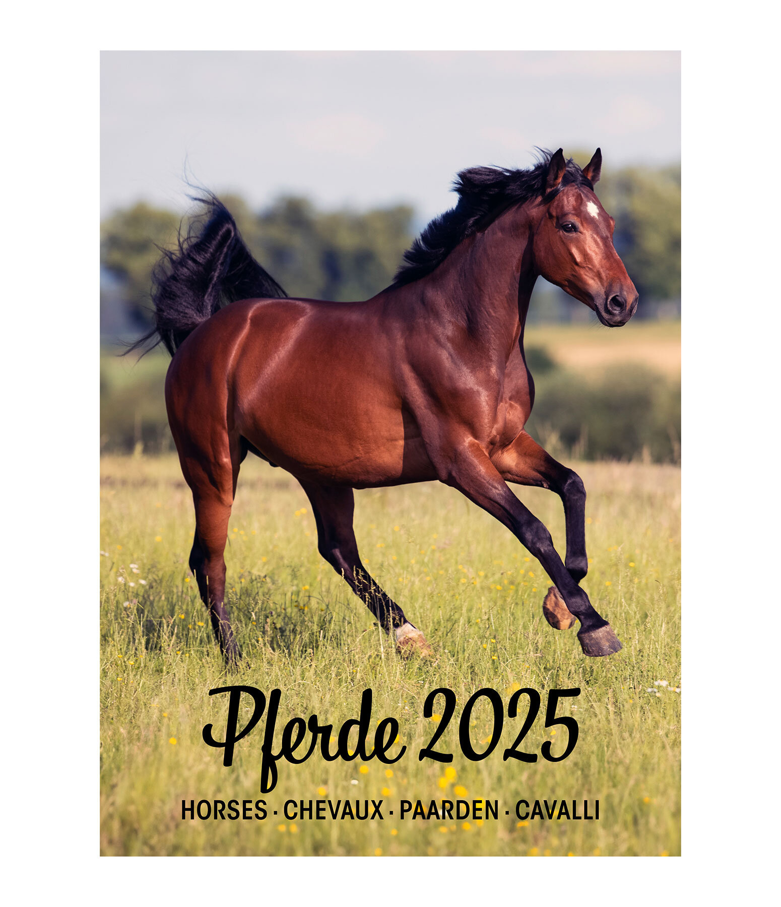 Horse Calendar 2024
