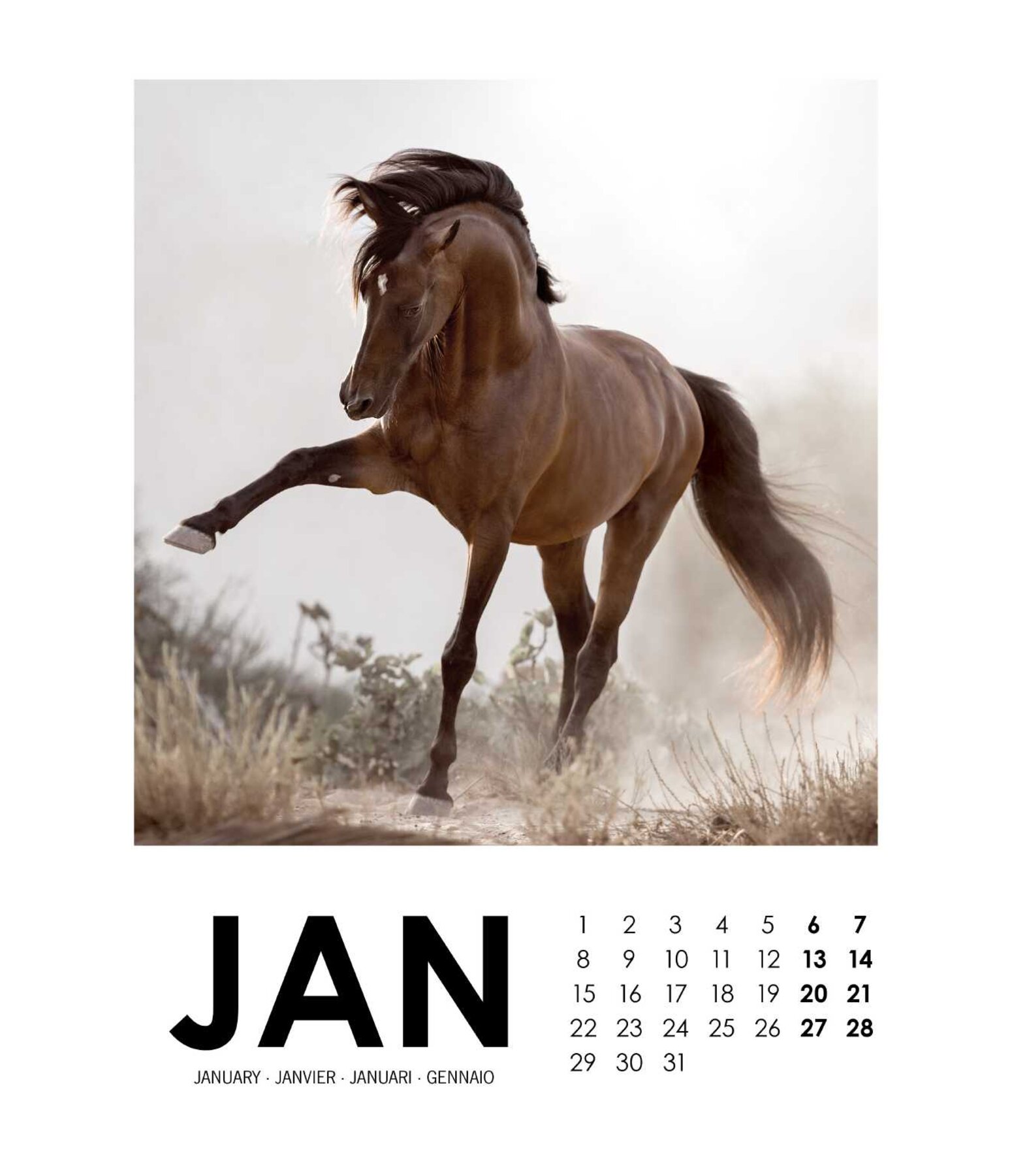 Horse Calendar 2024