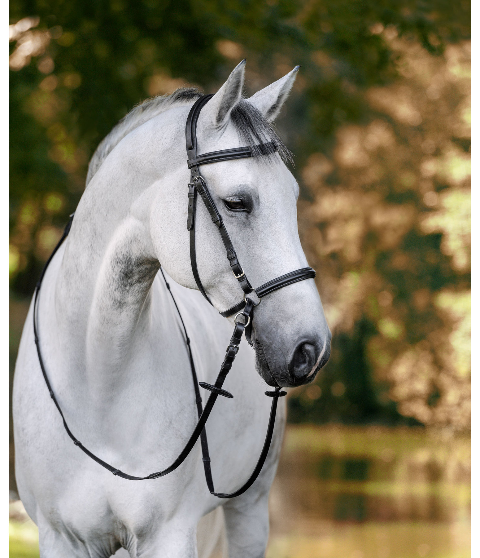 Bitless Bridle